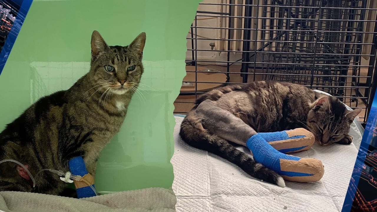 Marjolijn zit in bijstand, maar moet 12.000 euro betalen voor operatie kat