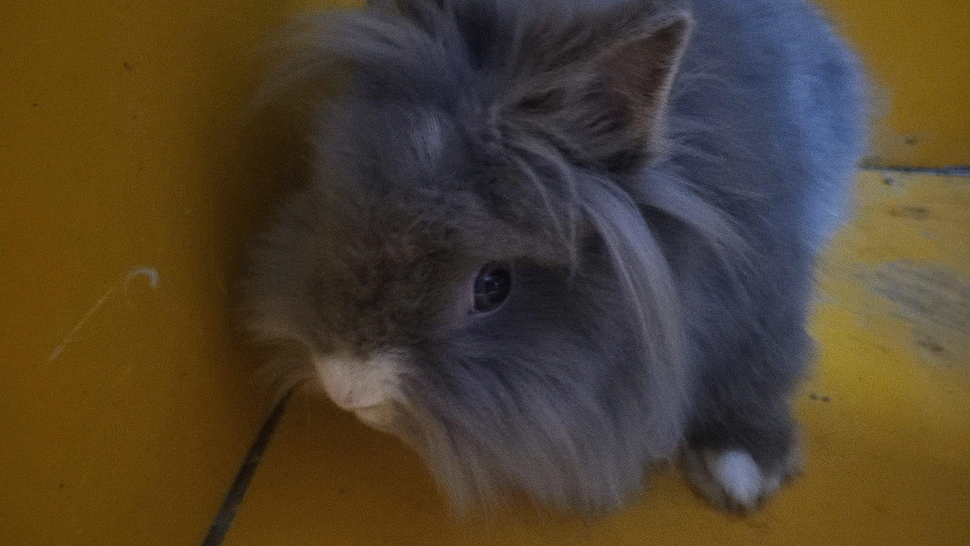 Mysterie in Cuijk: al meer dan tien konijnen gedumpt