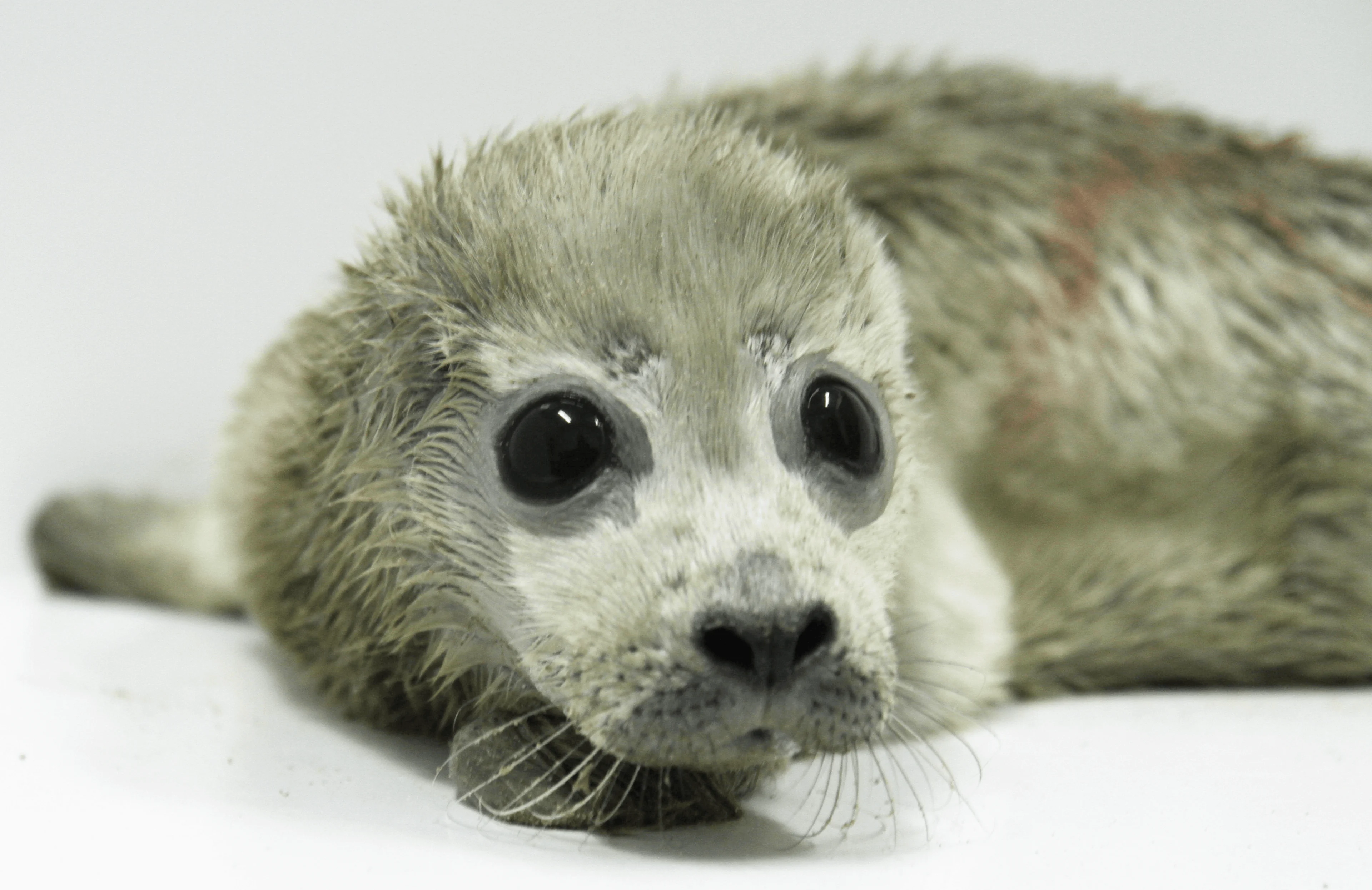 Pieterburen vangt eerste pup van de zomer op (en het is de vroegste ooit)
