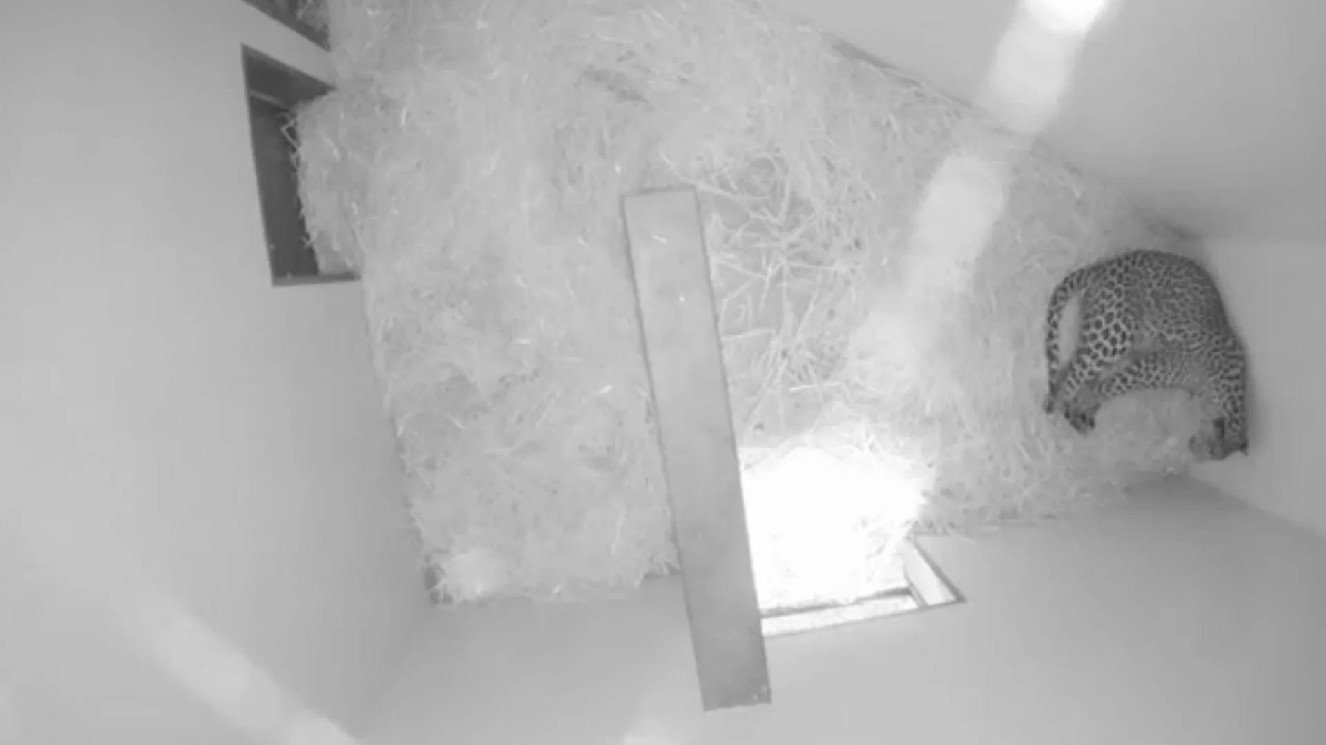 ZIEN: Bedreigde Sri Lankaanse panter werpt jong in Burgers' Zoo