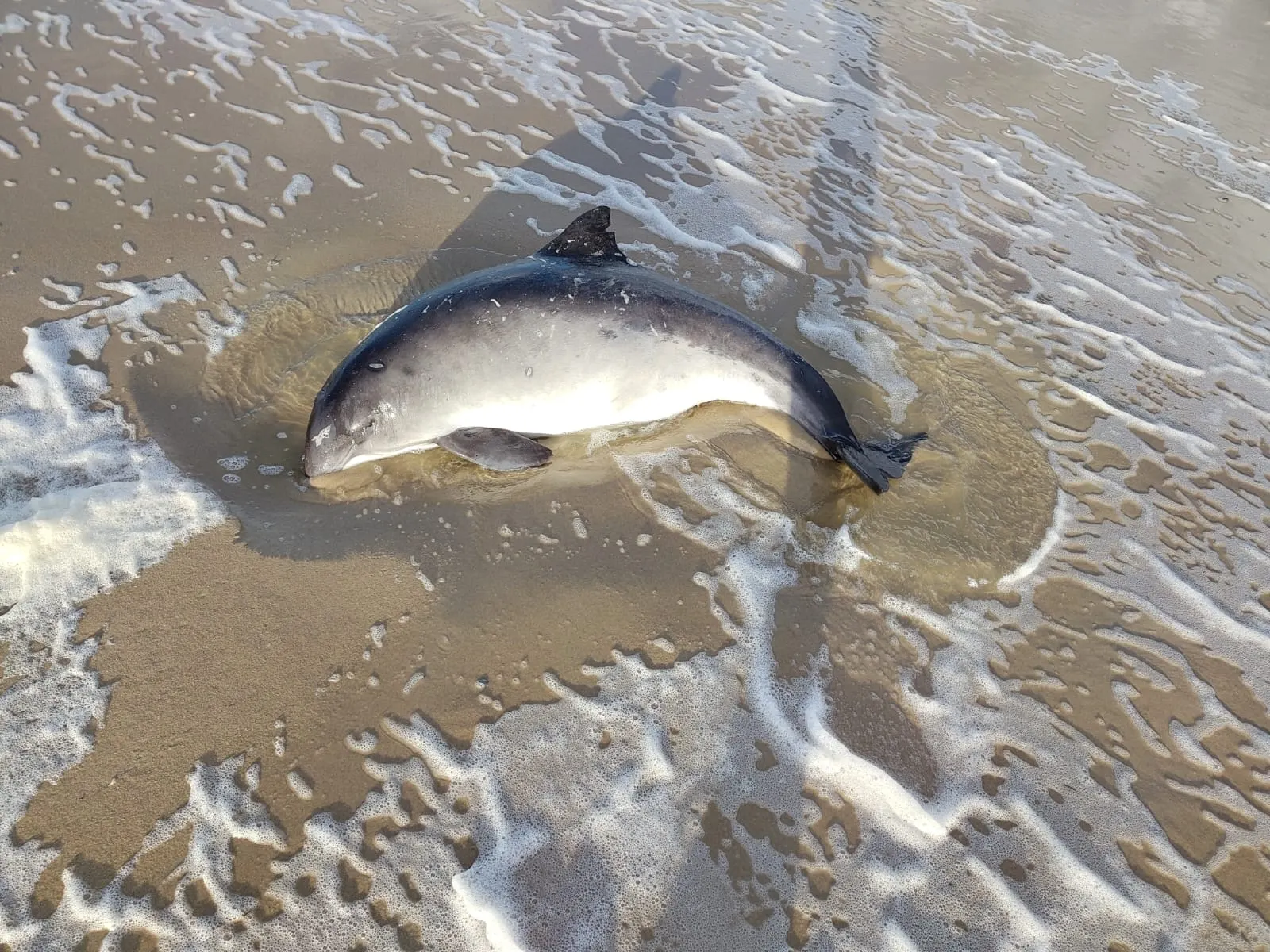 Bruinvis gevonden op strand Texel
