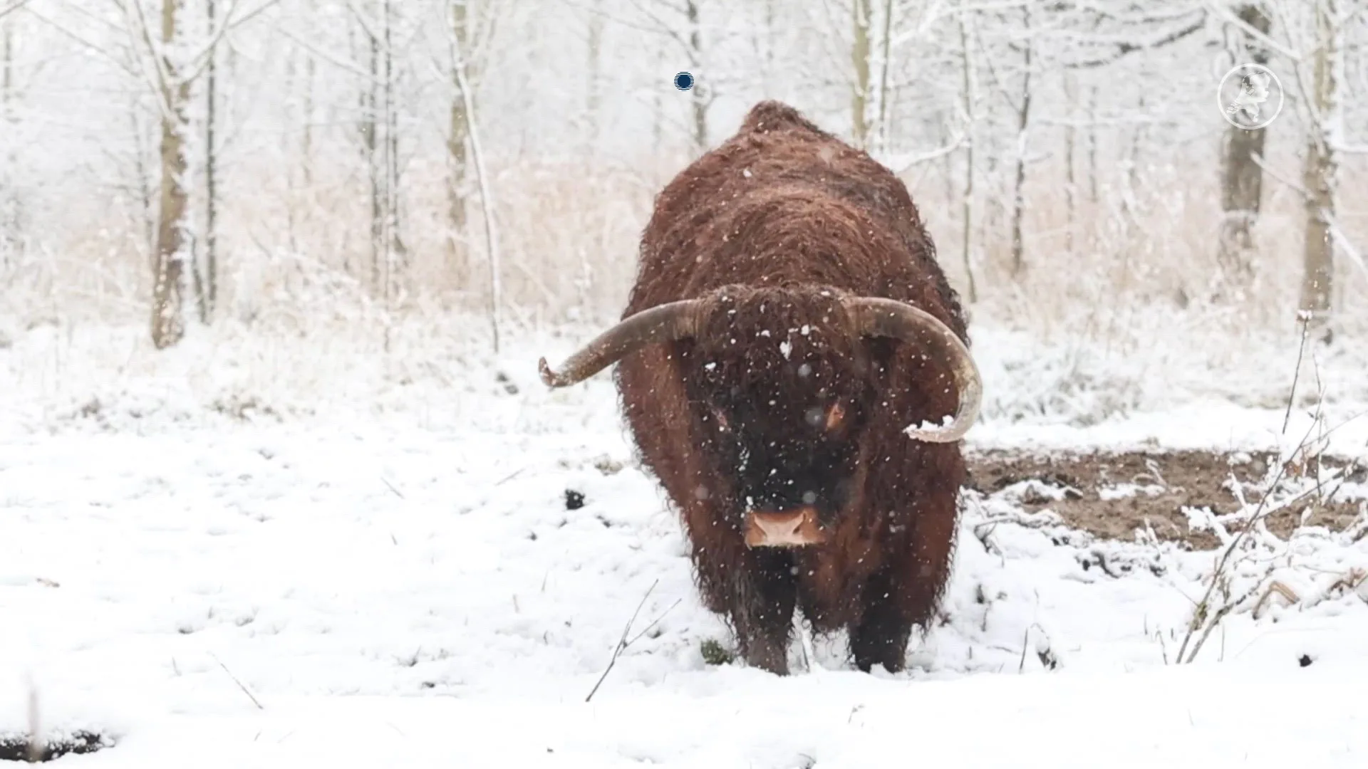 ZIEN: dieren in dik pak sneeuw in Leeuwarden