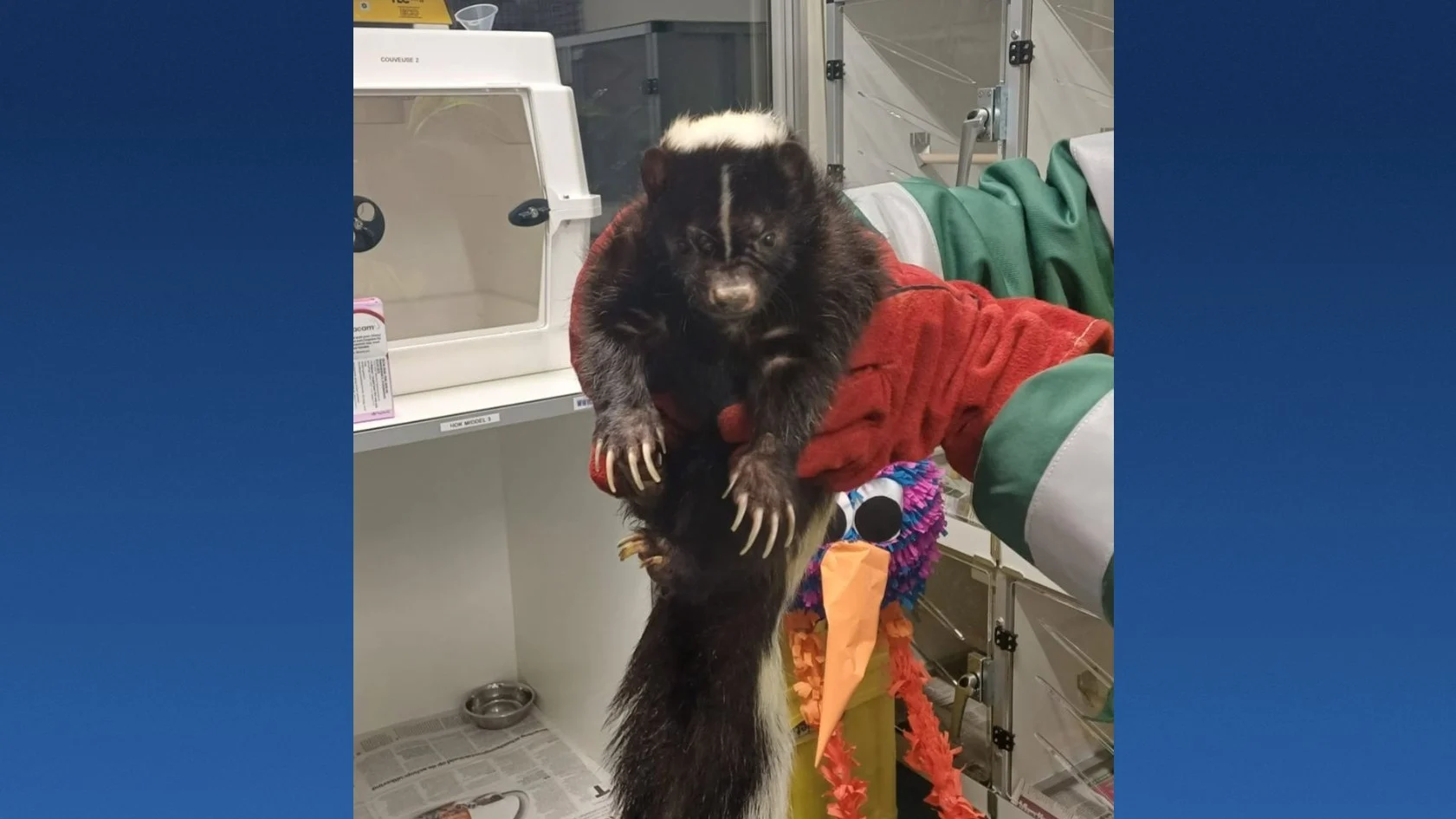 Gewond stinkdier gevonden in Den Bosch: 'Hier zit een luchtje aan' 