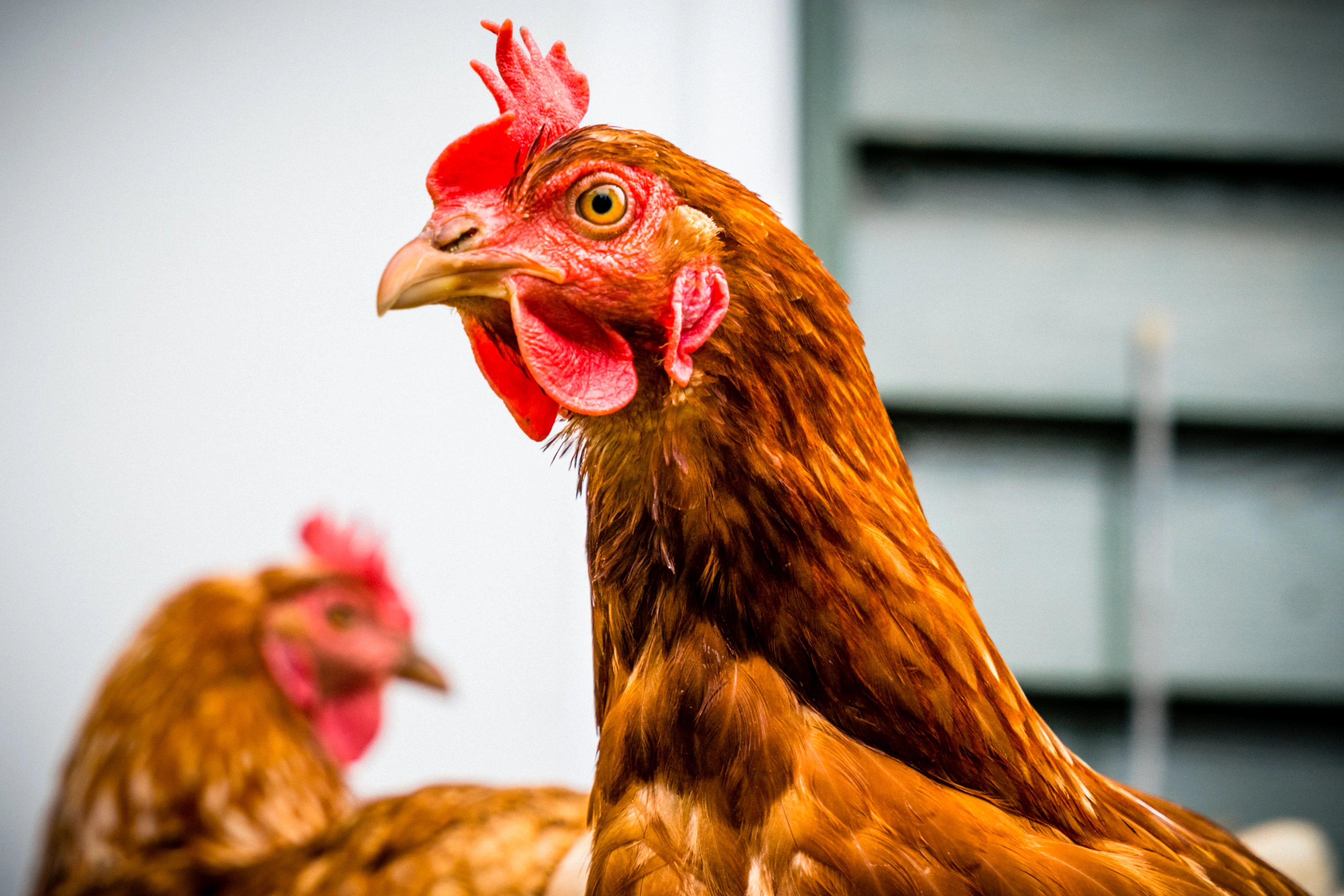 Dieren ernstig mishandeld en vermoord tijdens inbraak bij het Nordwin College in Buitenpost