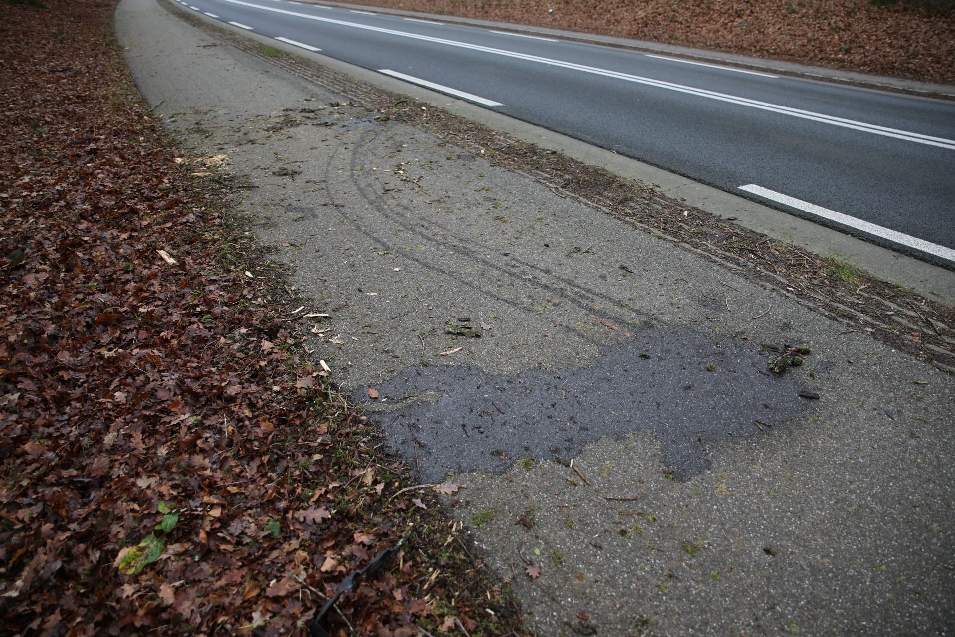 Weer een wolf doodgereden, nu in Gelderland