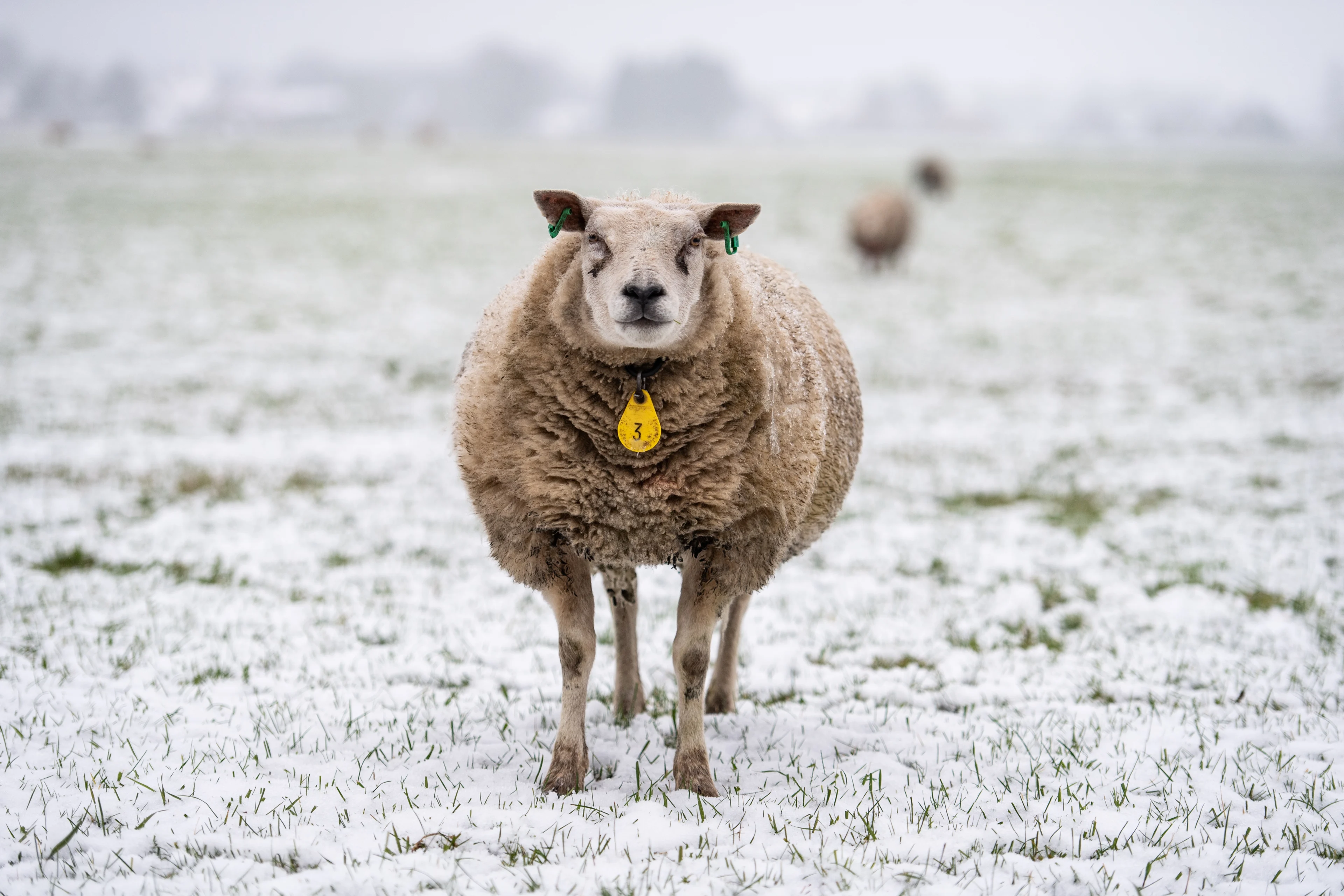 Sneeuw en ijzige kou in het noorden, gladheid in Randstad