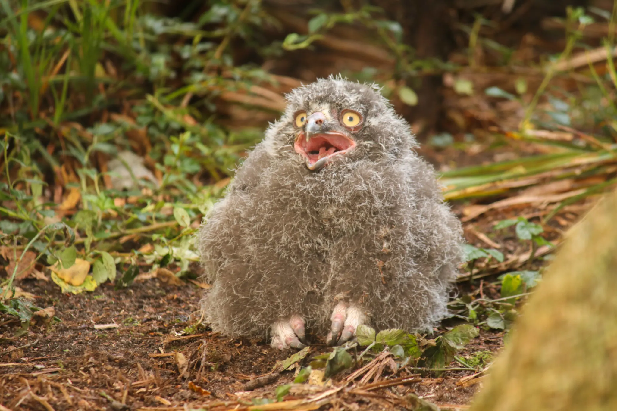 Video: drie 'Hedwigjes' kruipen uit het ei in DierenPark Amersfoort