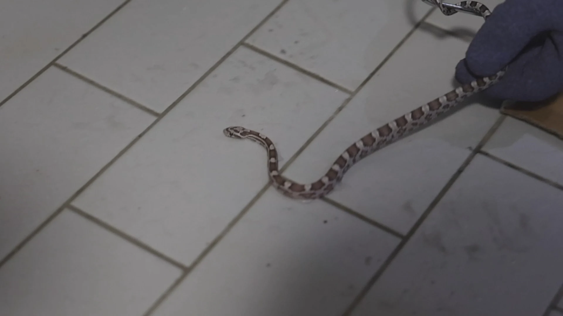 Man schrikt zich rot als hij plotseling slang door douche ziet kruipen