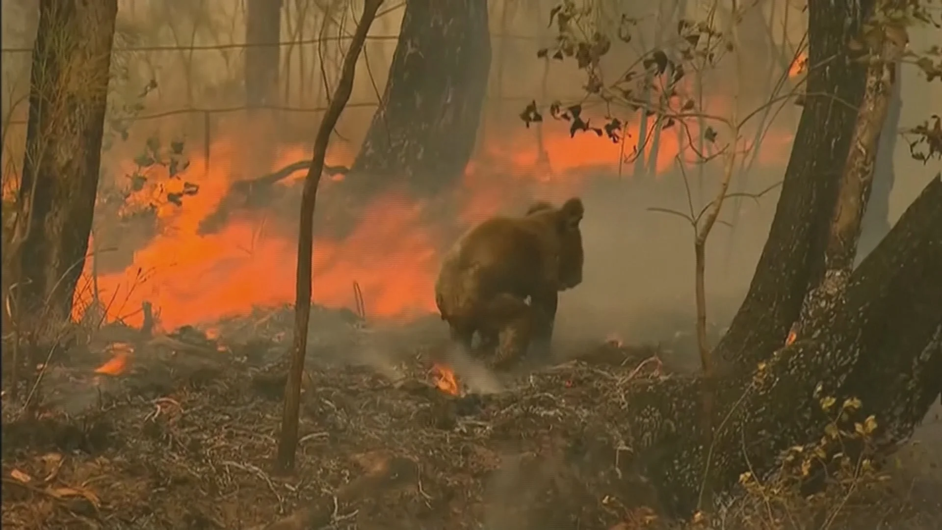 Nederland verdeeld over doneren aan 'welvarend' Australië