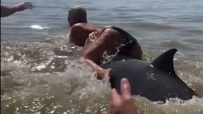Vrouw die op rug van dolfijn klom heeft zich gemeld bij politie