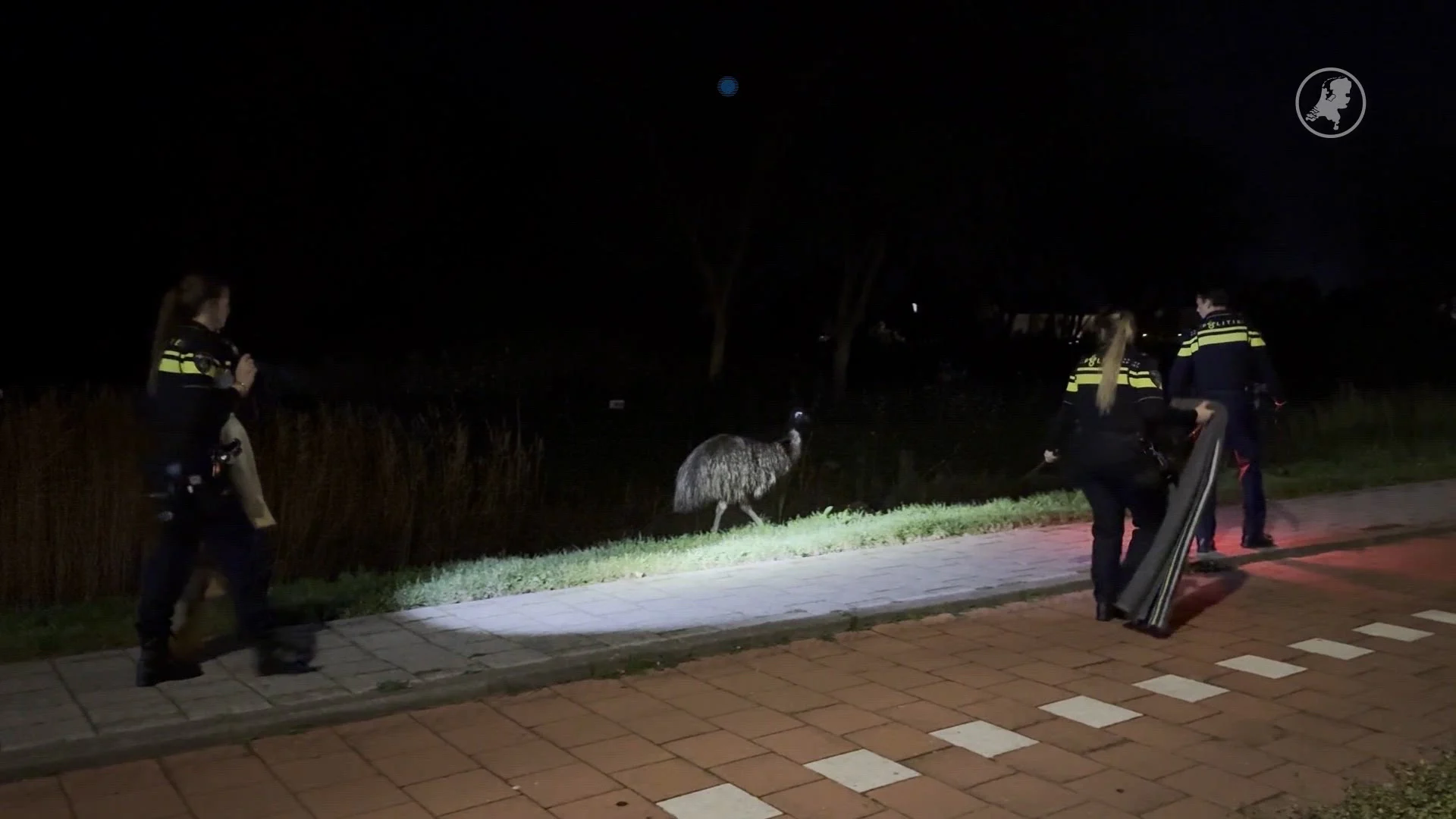 Flinke politieactie voor ontsnapte emoe die Katwijk op stelten zet