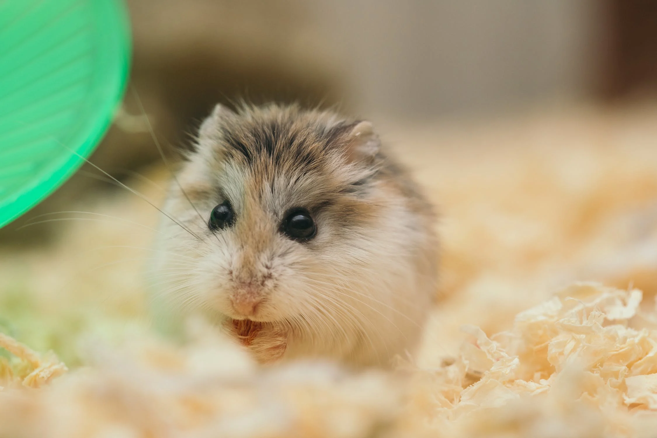 Tweeduizend knaagdieren afgemaakt in Hongkong na coronabesmetting Nederlandse hamster