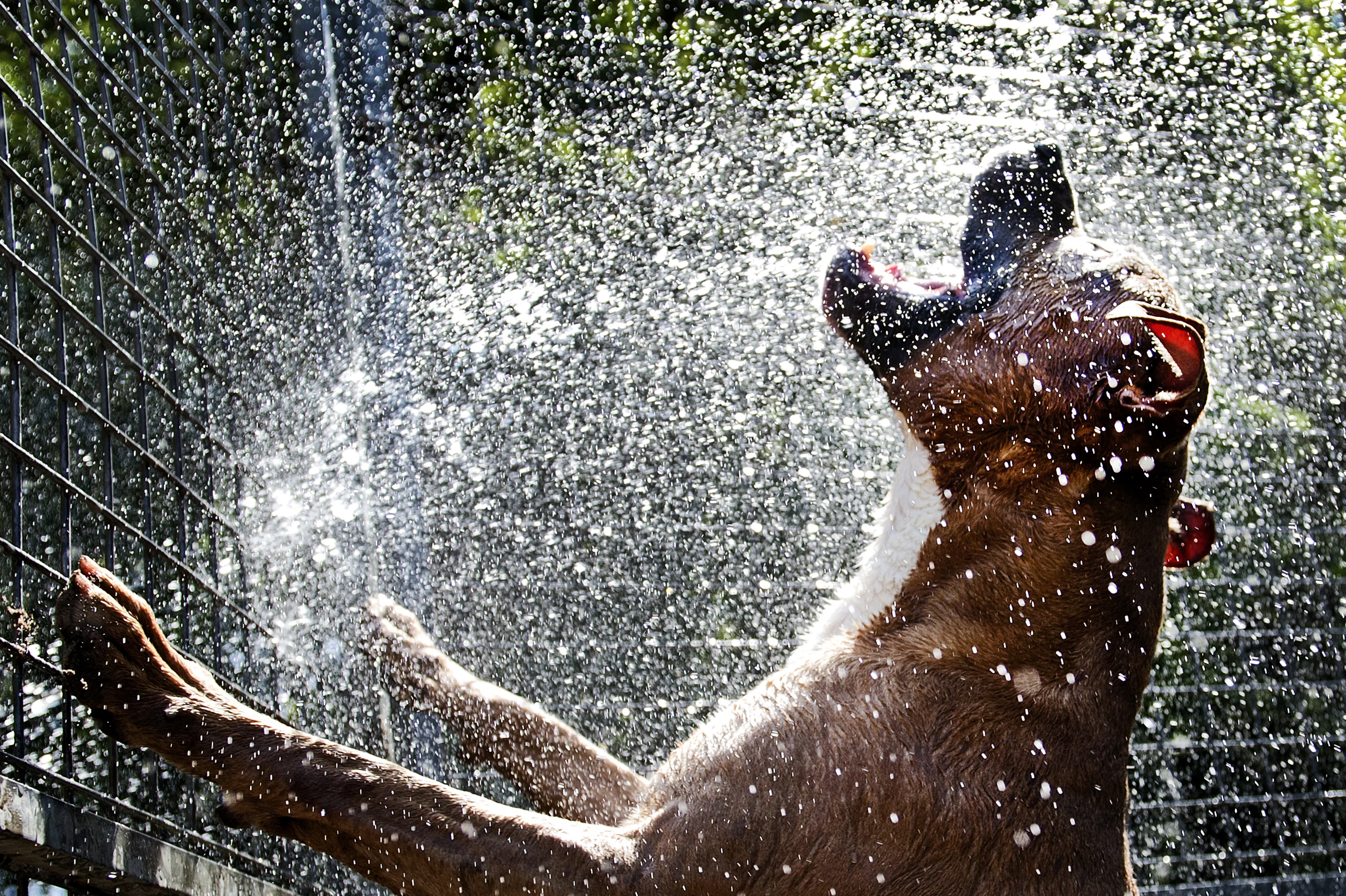 Veel meldingen over dieren in hitte bij meldpunt 144