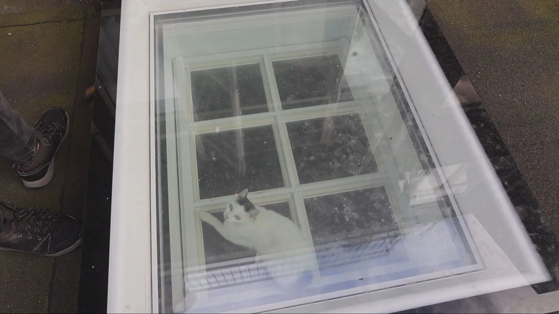 Automatisch dakraam wordt valstrik voor kat: aannemer bevrijdt Nefertiti