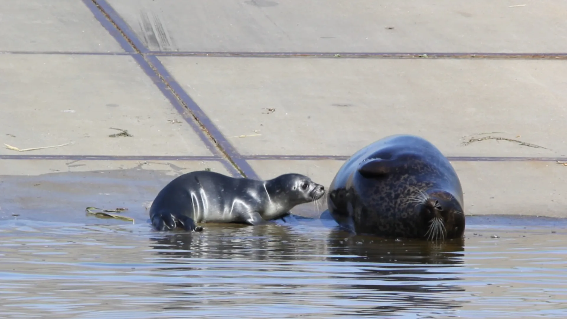 Zeehond bevalt van jong in woonwijk in Den Helder