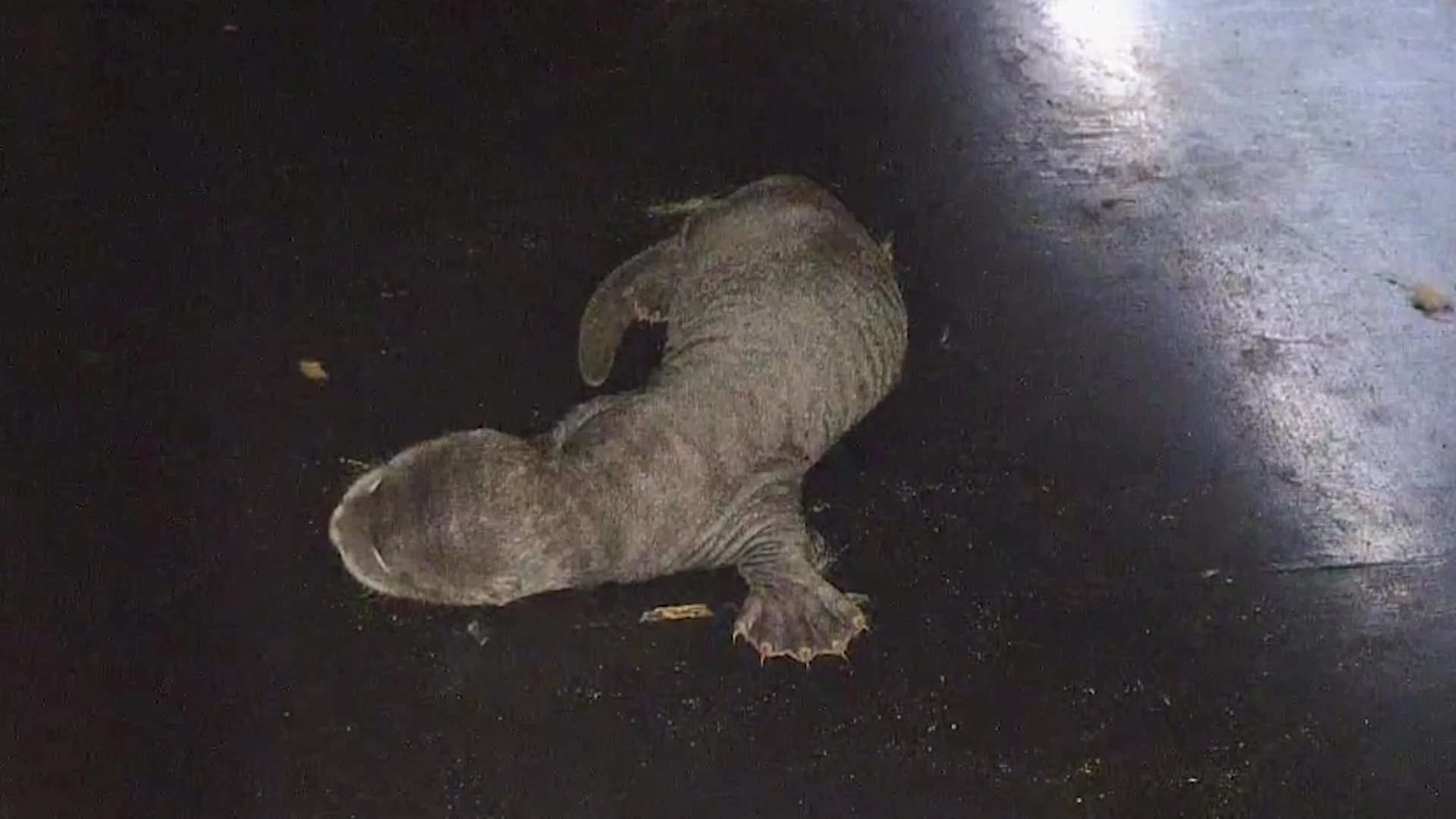 Primeur in Nederland: eerste reuzenotterjong ooit geboren in dierentuin