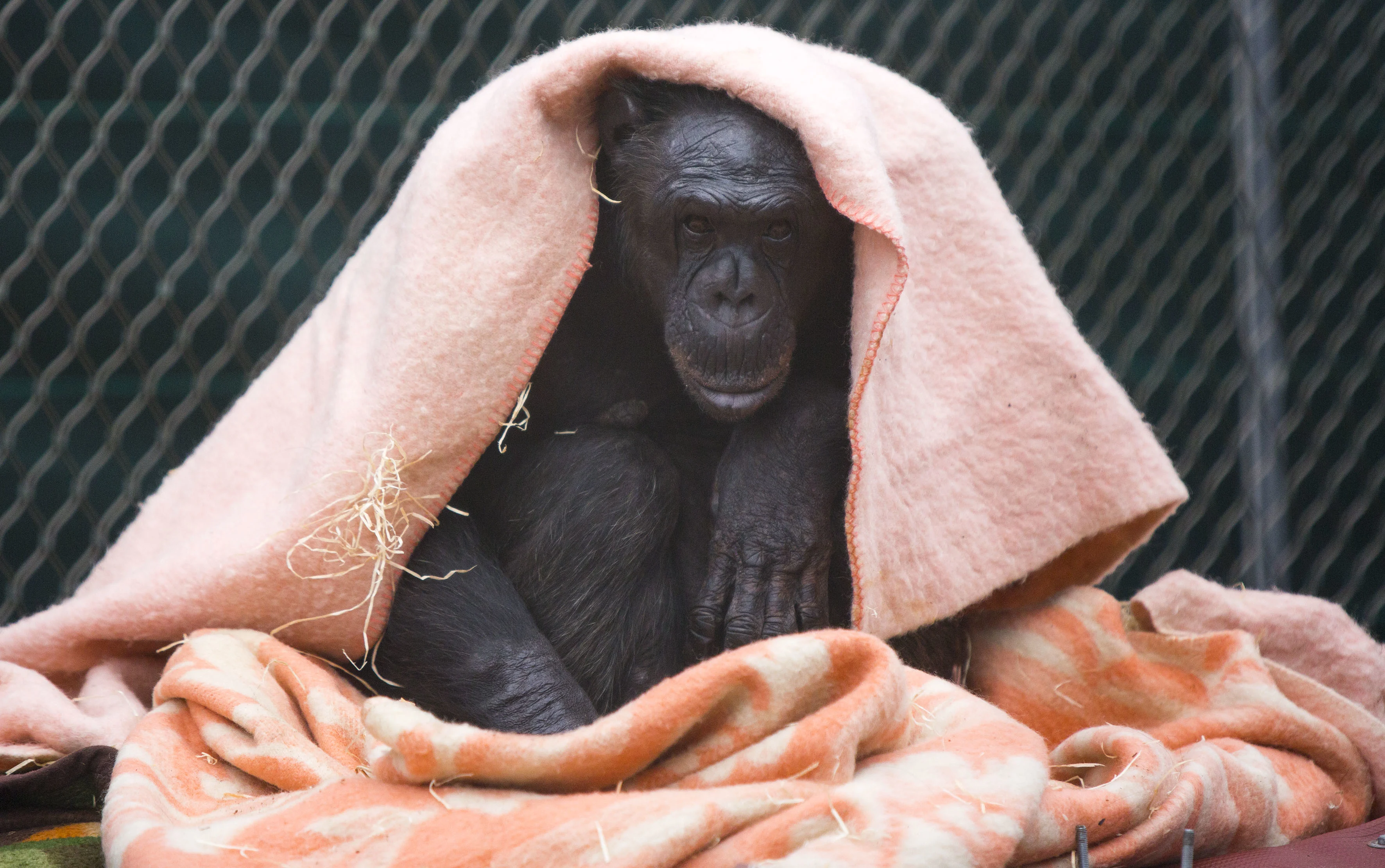 Help chimpansees de winter door: voorraad warme dekentjes Stichting AAP bijna op
