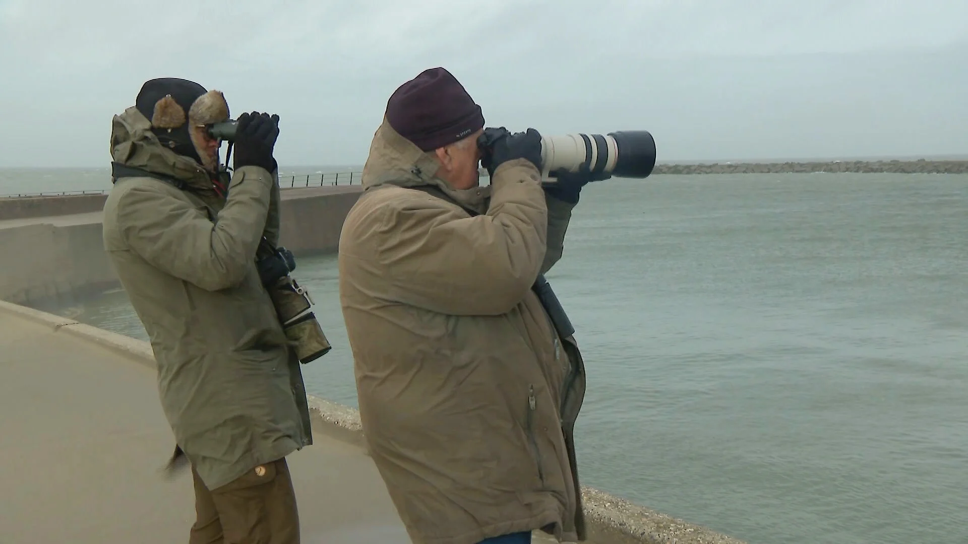 Lukt het spotters om de bultrug bij Scheveningen vast te leggen? 'We moeten volhouden'
