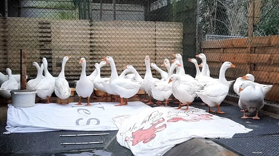 Met frituurvet besmeurde ganzen zijn weer schoon en gakken van geluk