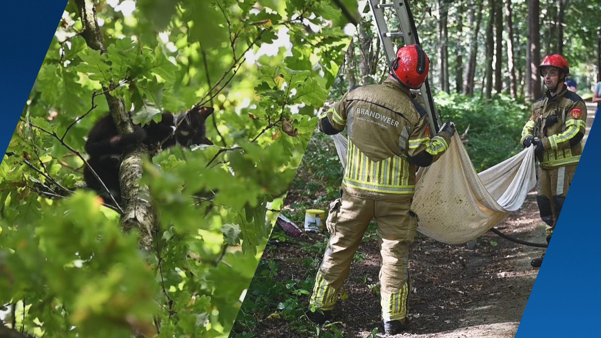 Gedumpte kittens uit bos Oisterwijk gered, met de hulp van Joselin