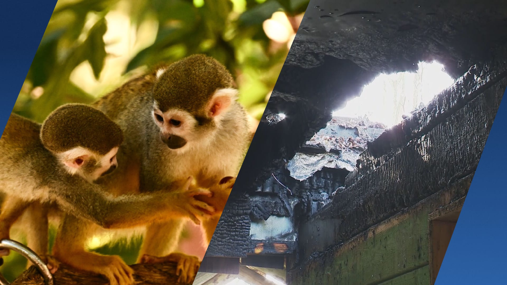 ZooParc Overloon in rouw na dood zes doodskopaapjes: 'Ontzettend treurig'