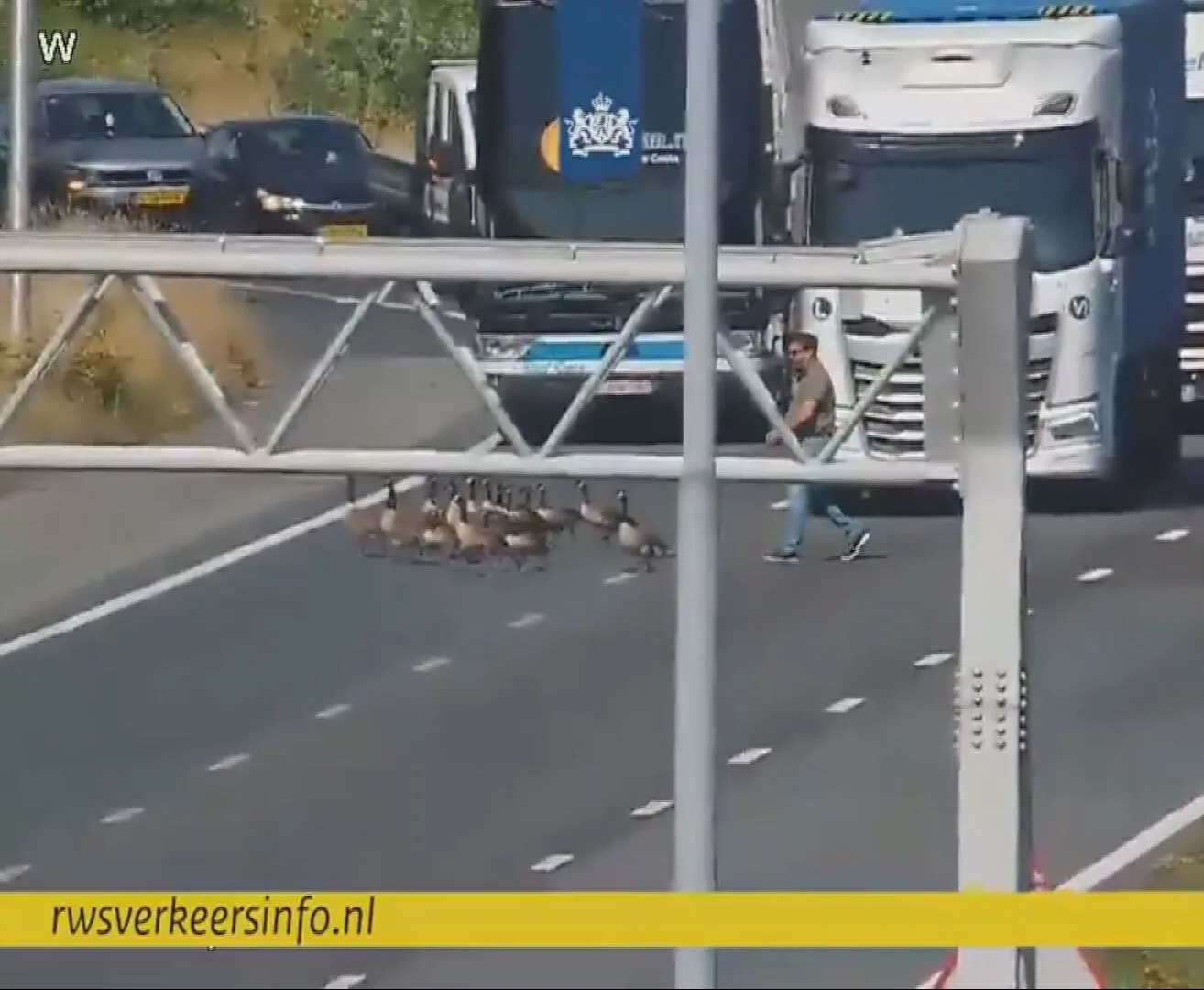 Automobilist trotseert drukke A58 en helpt ganzen veilig oversteken
