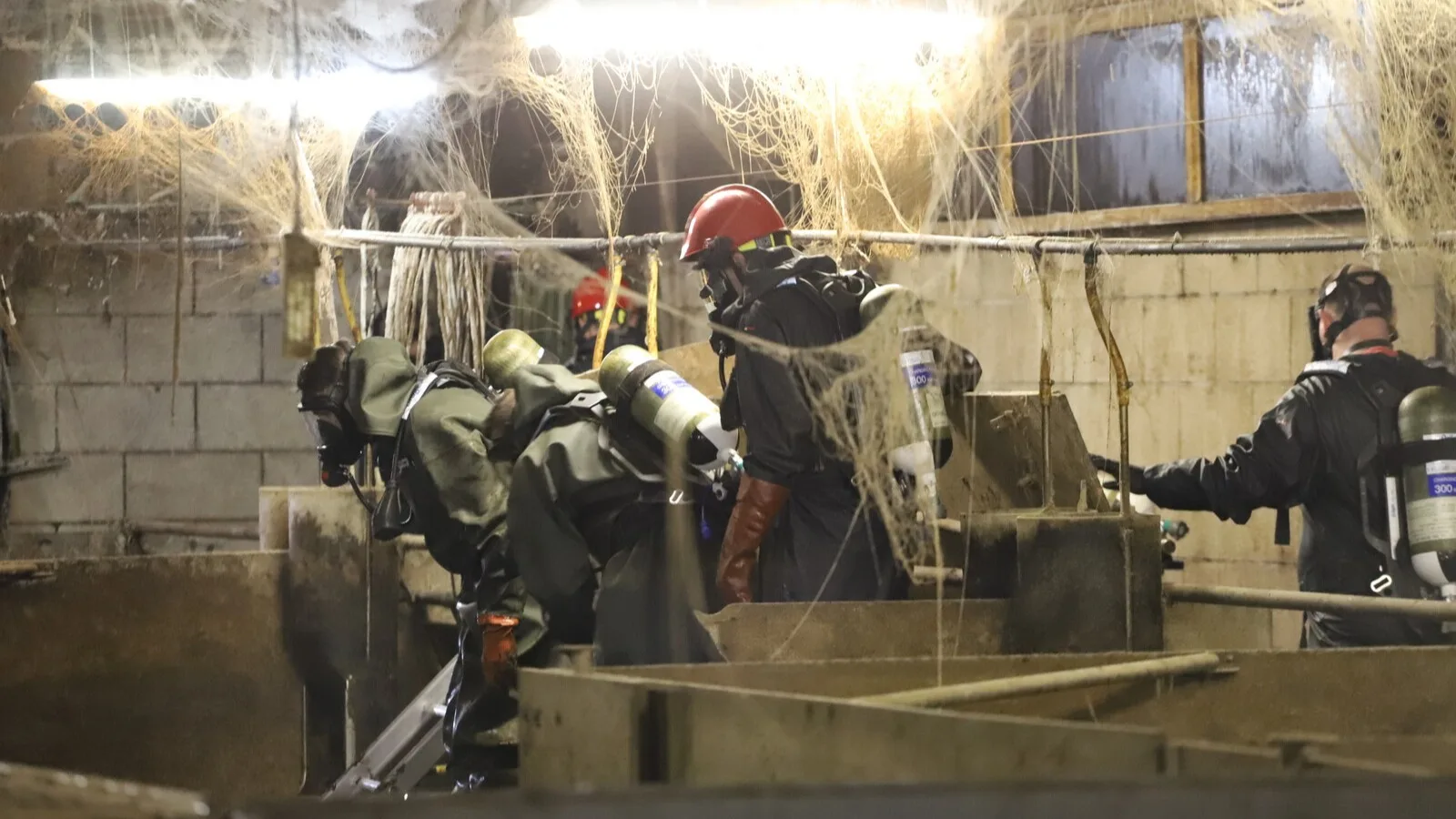 Meer dan vijftig varkens door vloer gezakt en in gierput gevallen