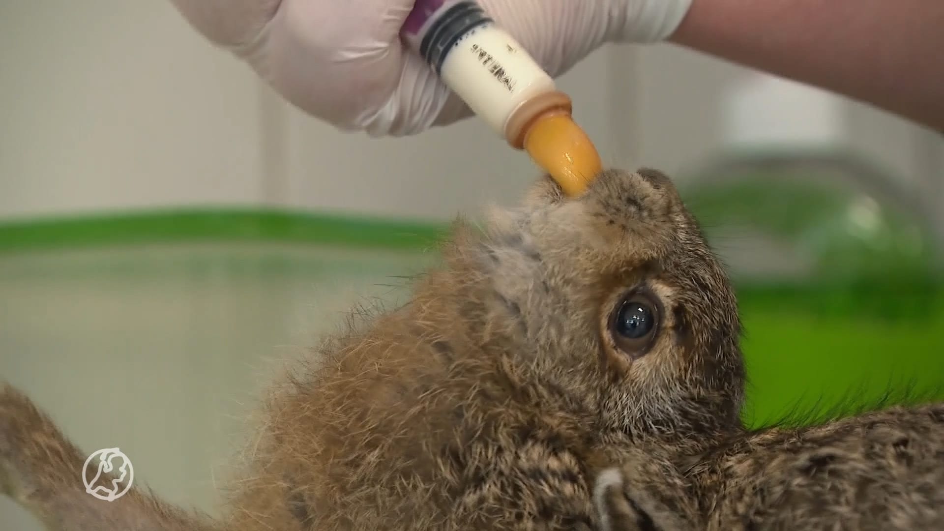 Oproep aan wandelaars: laat 'achtergelaten' babyhaasjes liggen!