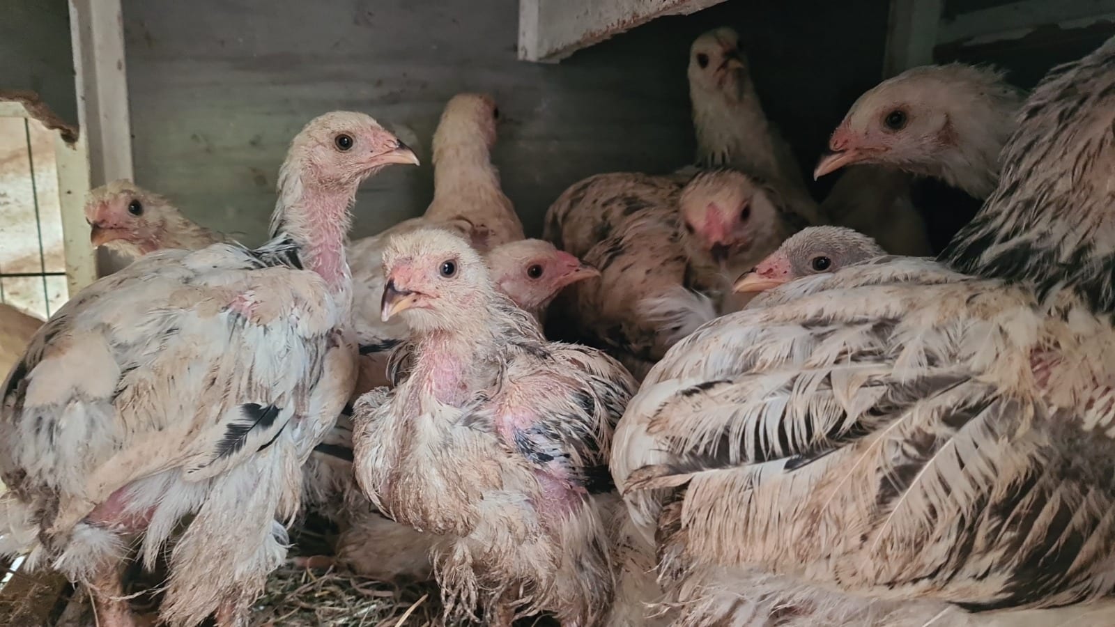 Tientallen verwaarloosde kippen in beslag genomen in Krimpenerwaard