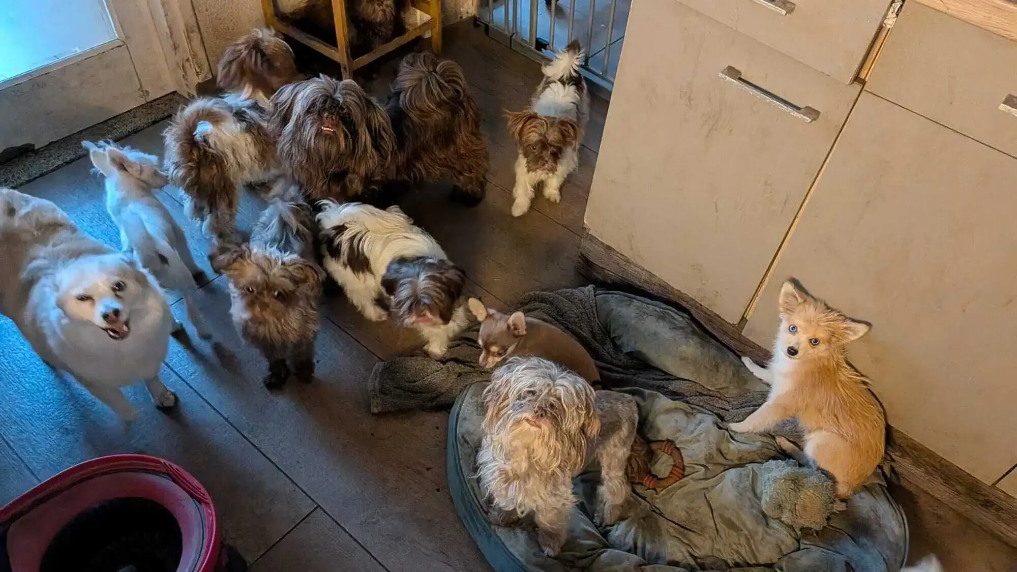 45 verwaarloosde dieren uit één woning gered