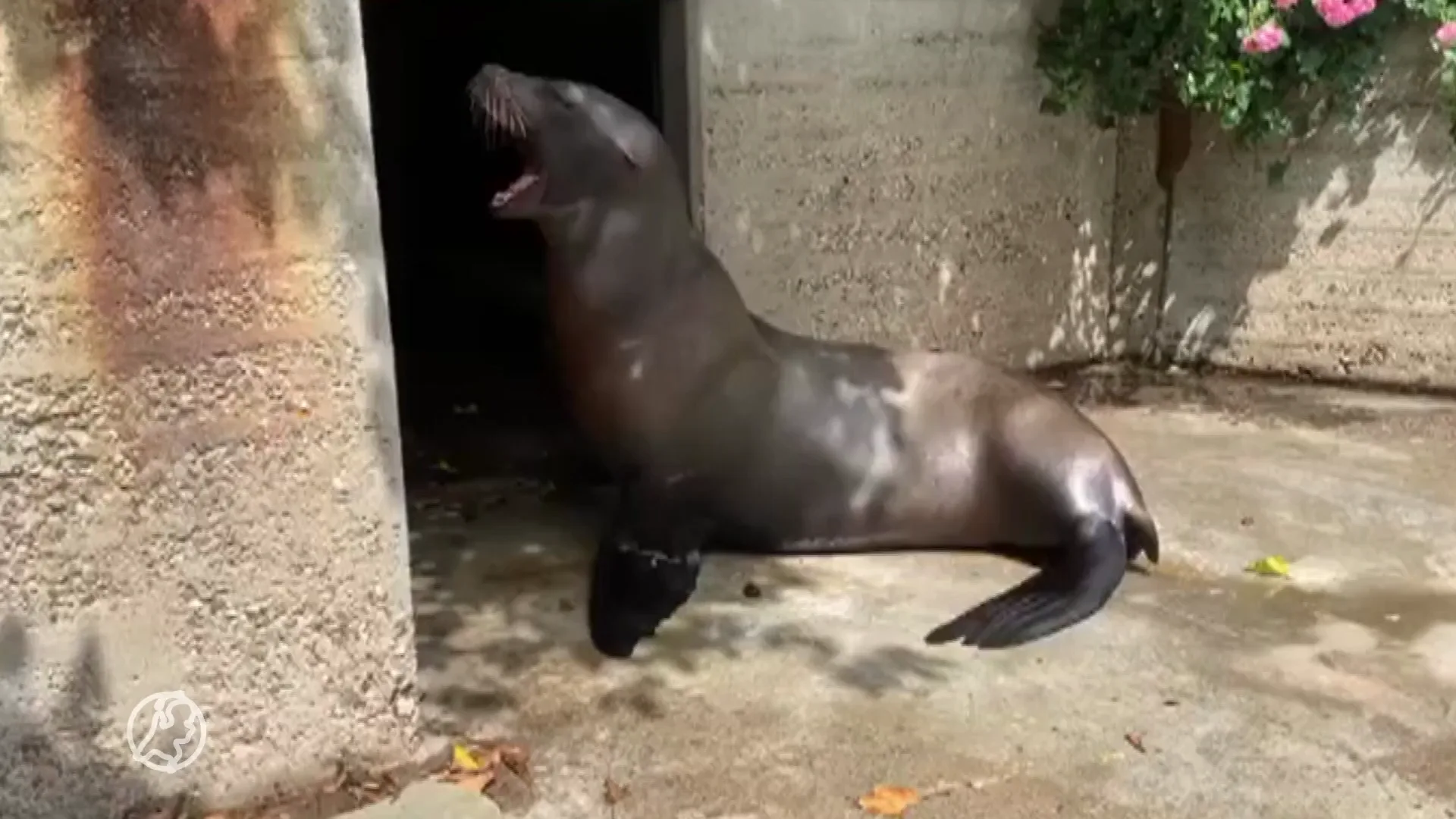 VIDEO: Pasgeboren zeeleeuw laat luid van zich horen in Artis