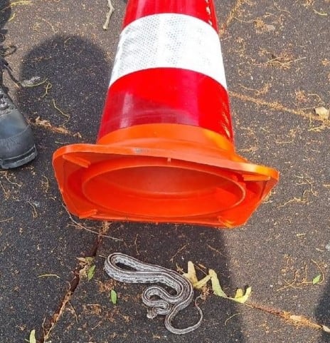 Flinke schrik voor kinderen in speeltuin Amstelveen: grote slang ligt tussen speeltoestellen