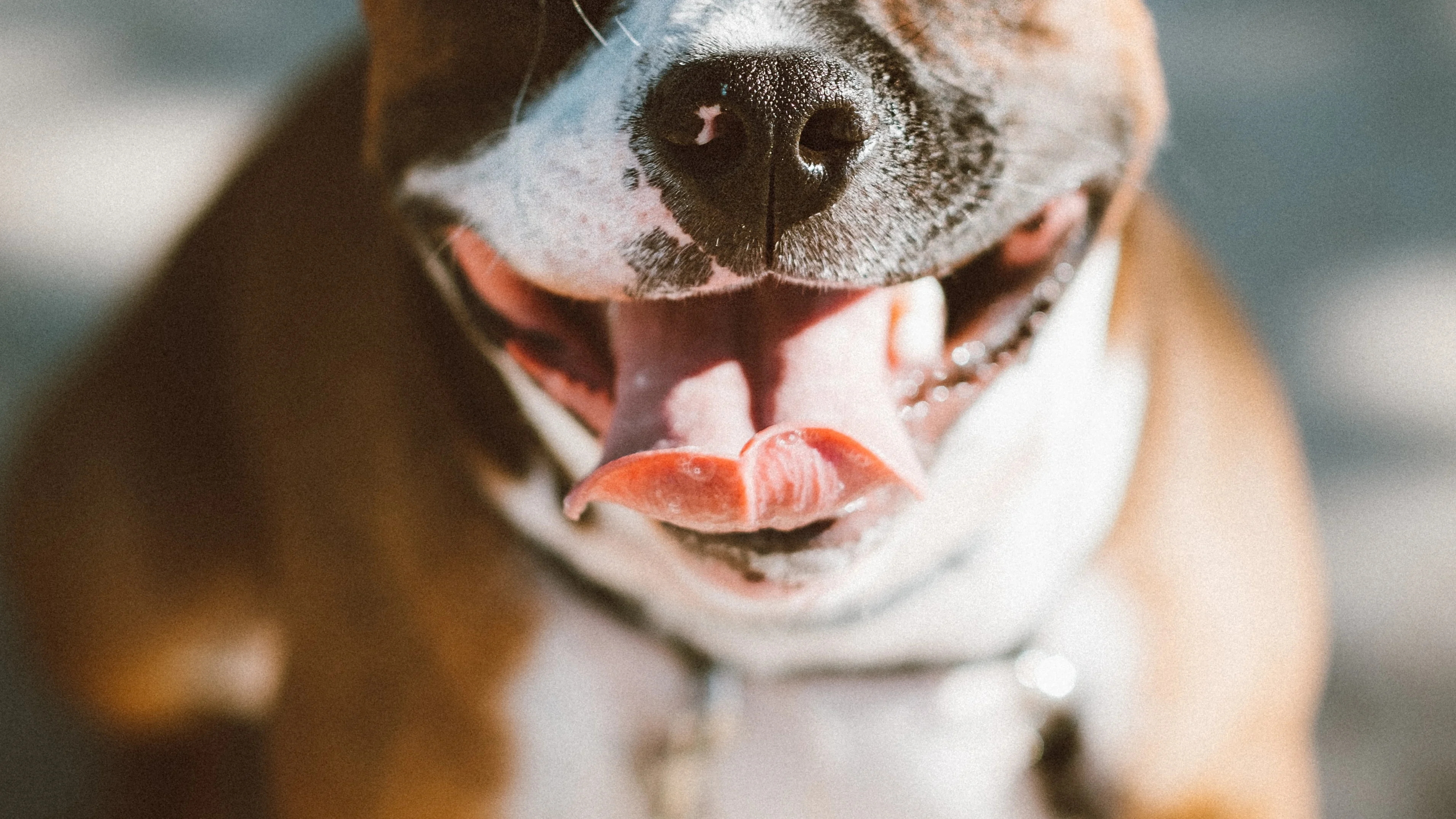 Losgebroken hond bijt baby in Amsterdam midden op straat