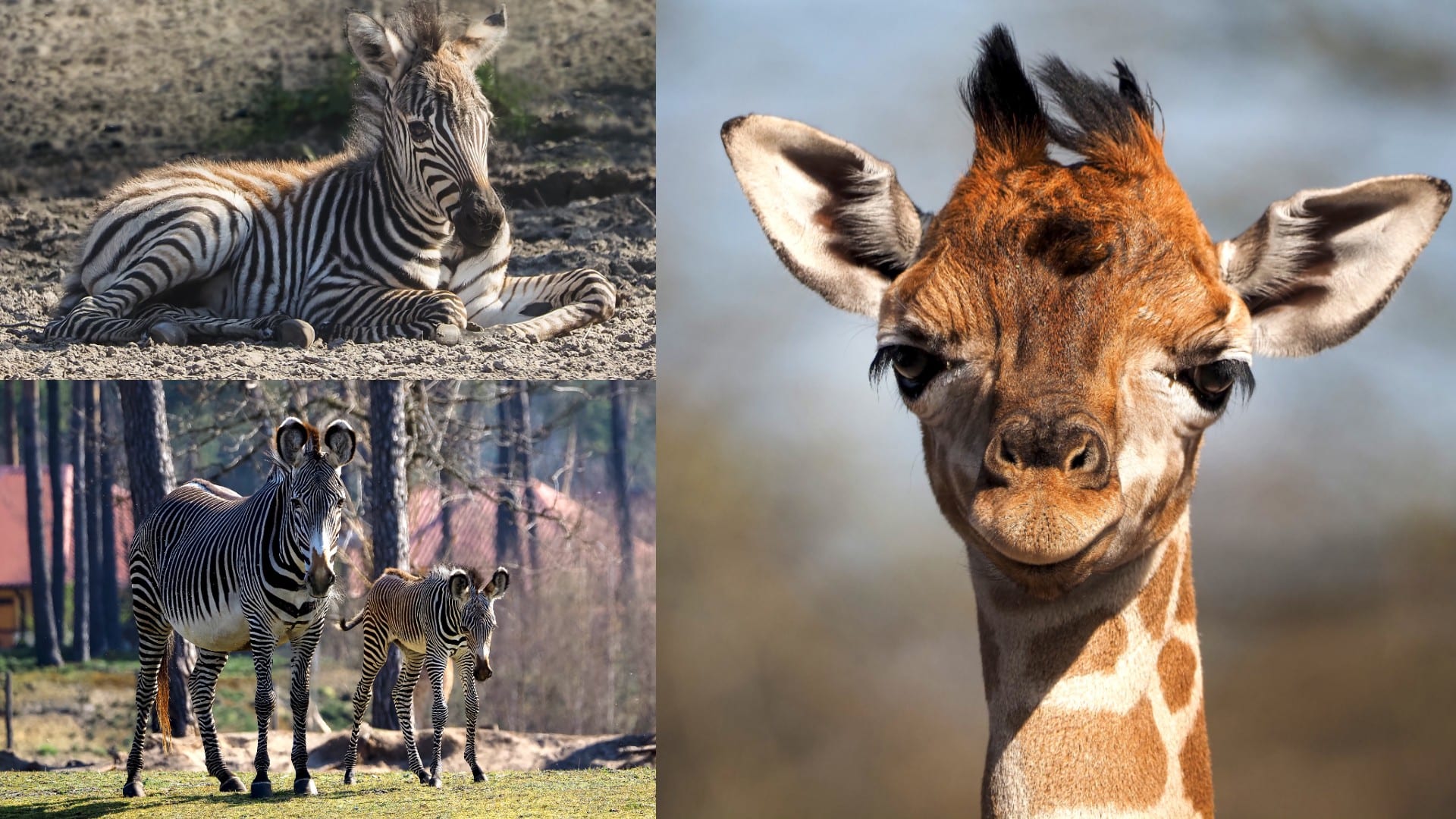 Giraffeveulen en twee jonge zebraatjes voor het eerst buiten in Safaripark Beekse Bergen