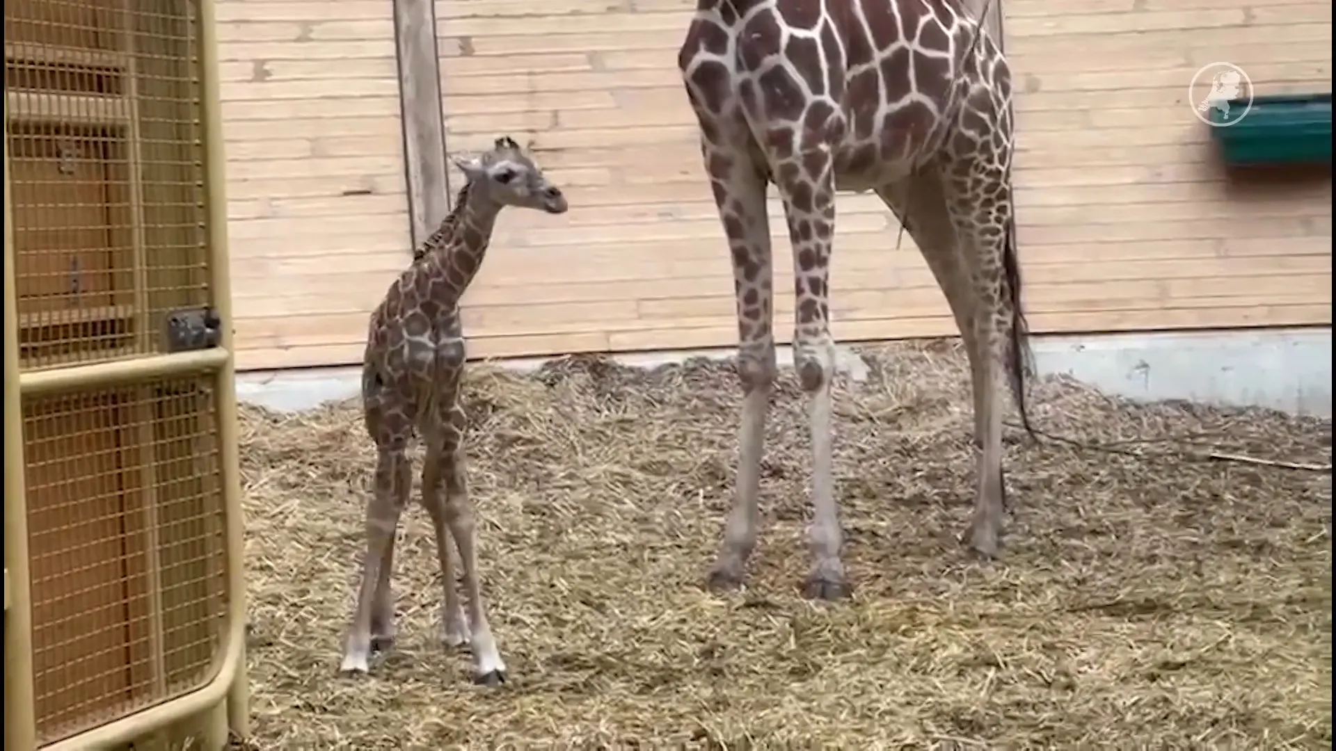 Giraffe geboren in Diergaarde Blijdorp