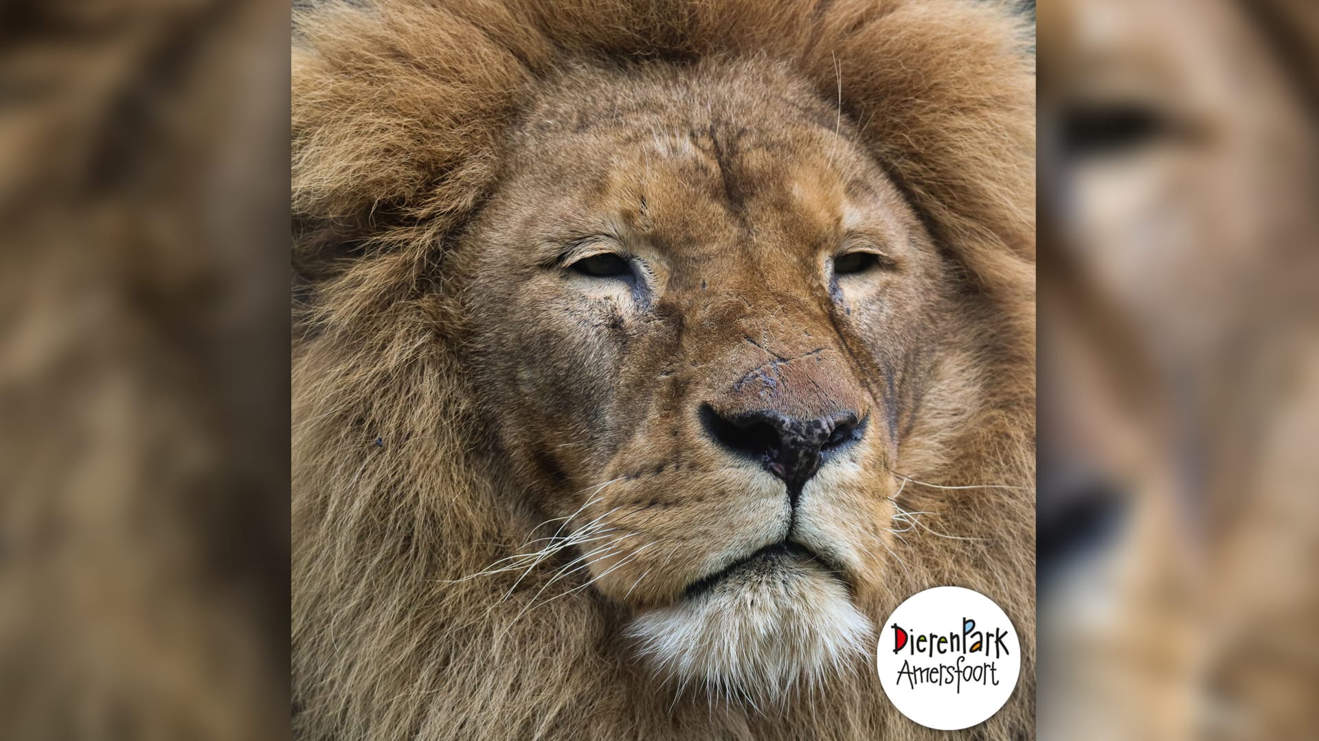 Dierenpark Amersfoort laat mannetjesleeuw Dukat inslapen