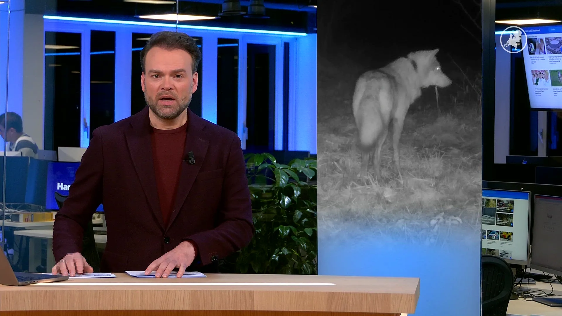 Dit is hoe de gezenderde wolf van Hoge Veluwe zich door Nederland beweegt