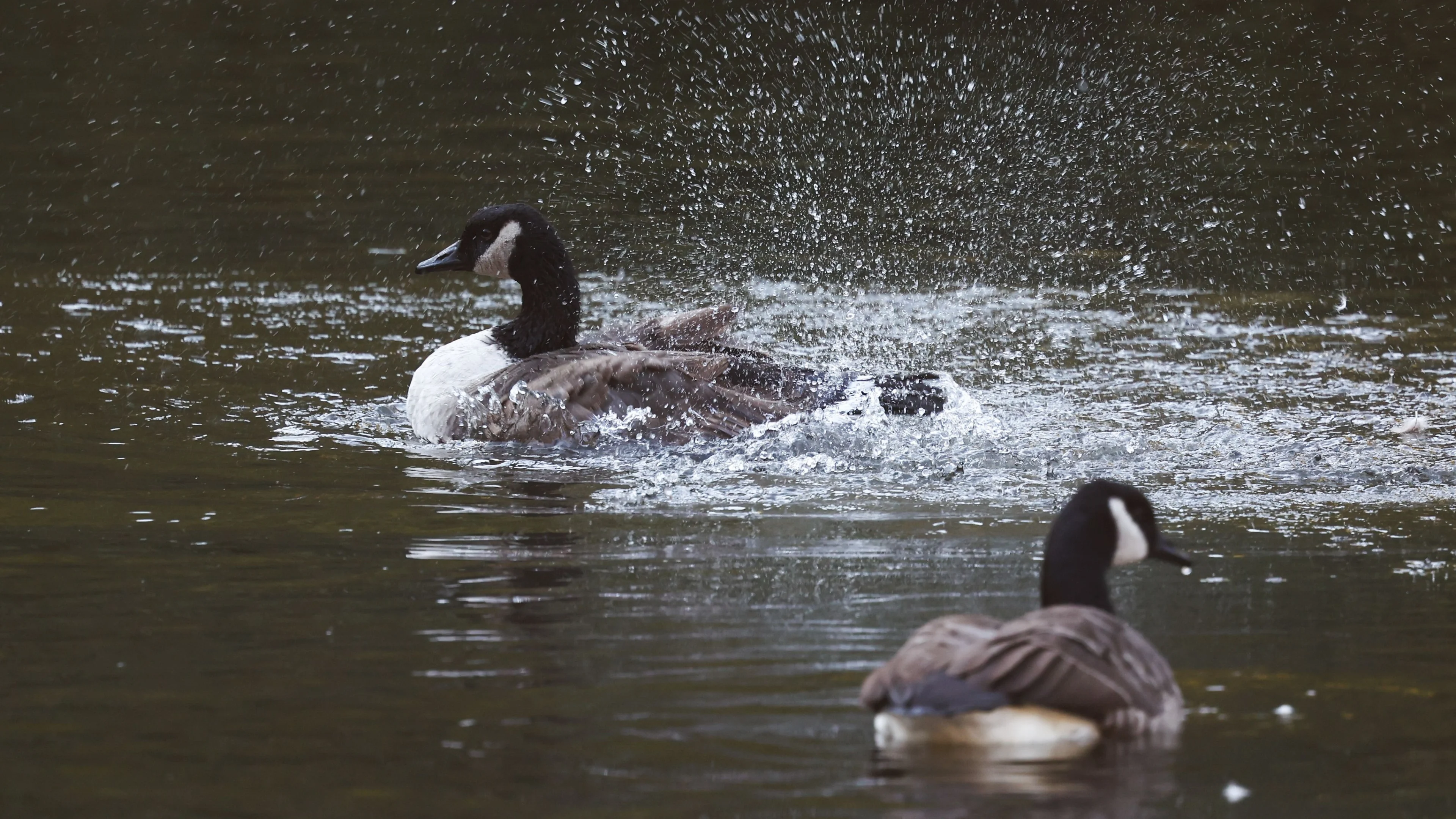 Container met 'drugsafval' blijkt vol te zitten met dode eenden