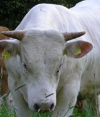Man uit Uden zwaargewond na aanval door stier
