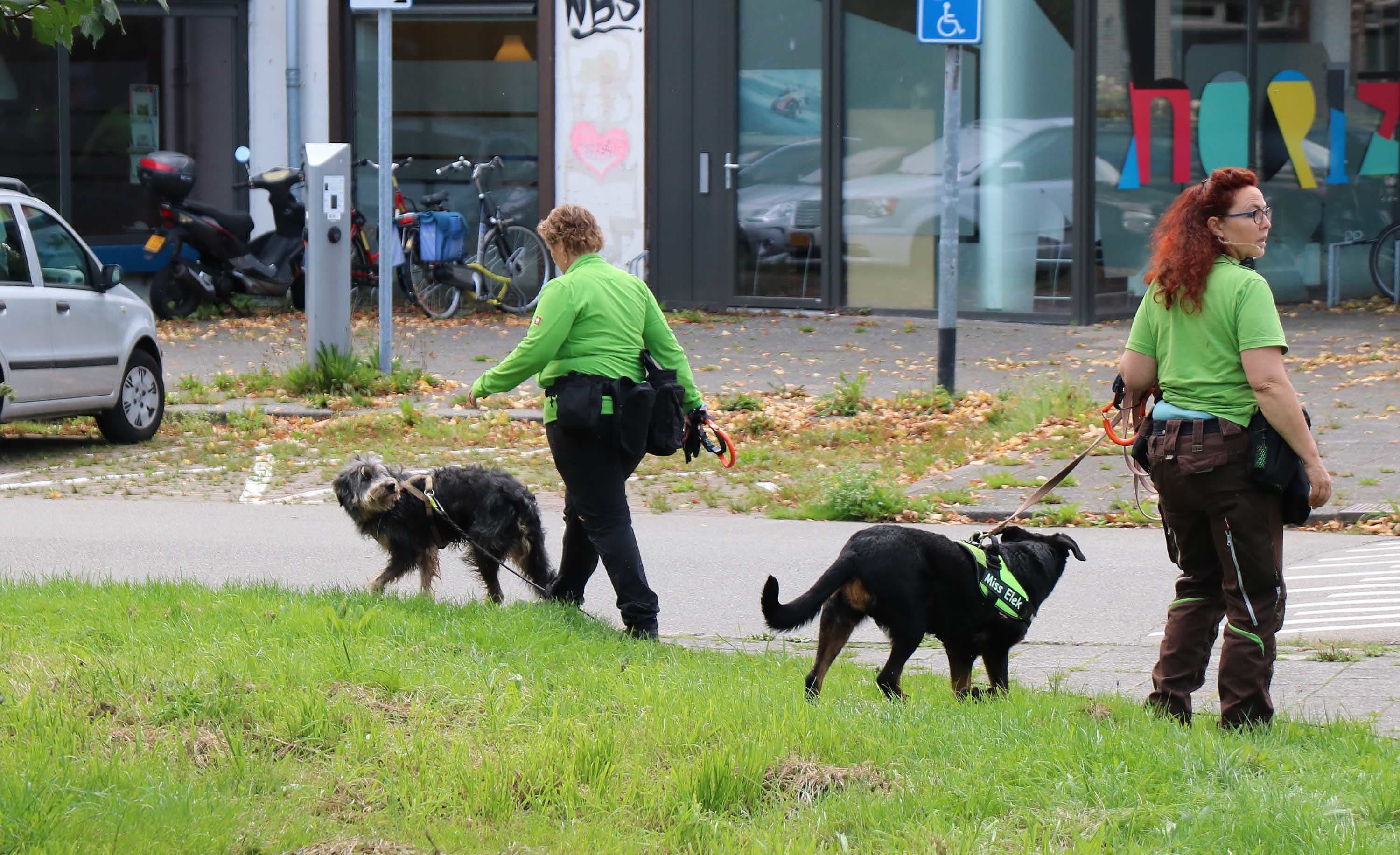 Vermiste Groninger Wim (67) levend teruggevonden: had zich dagenlang in de bosjes verstopt