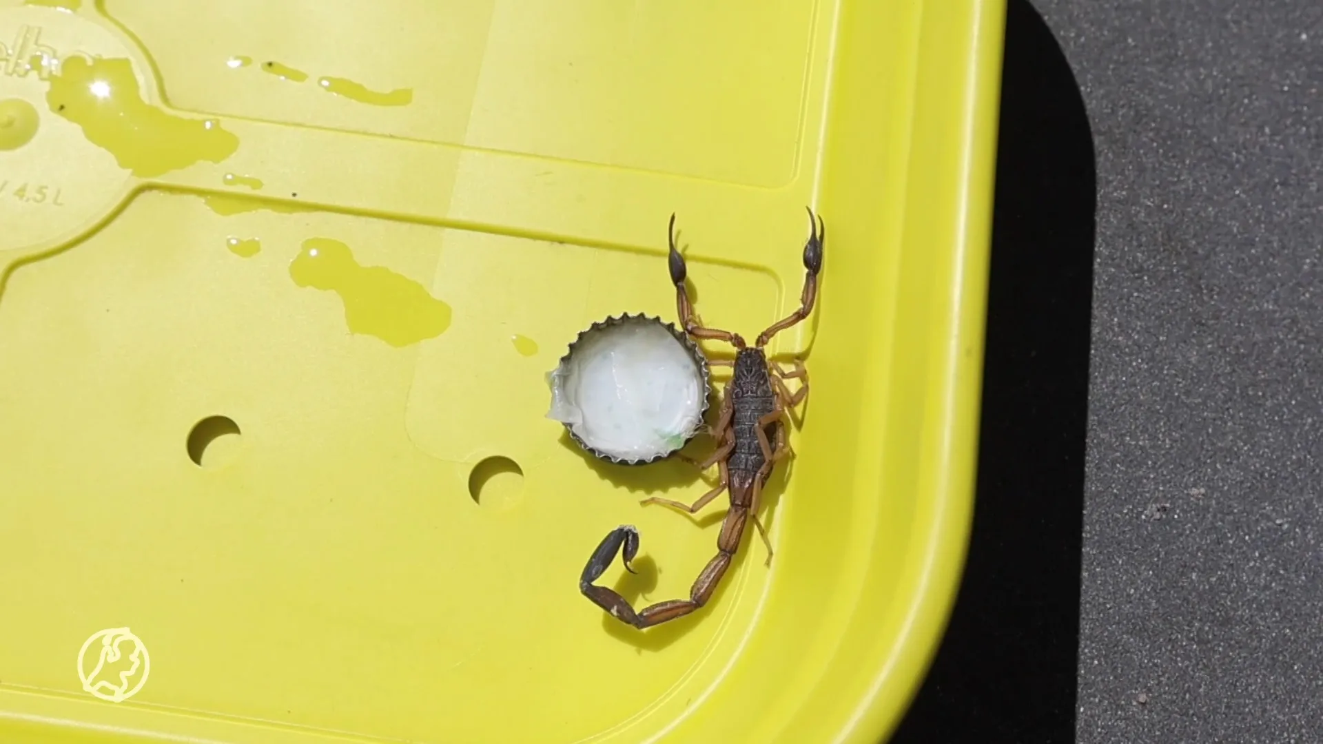 Vakantiegangers ontdekken giftige schorpioen in koffer