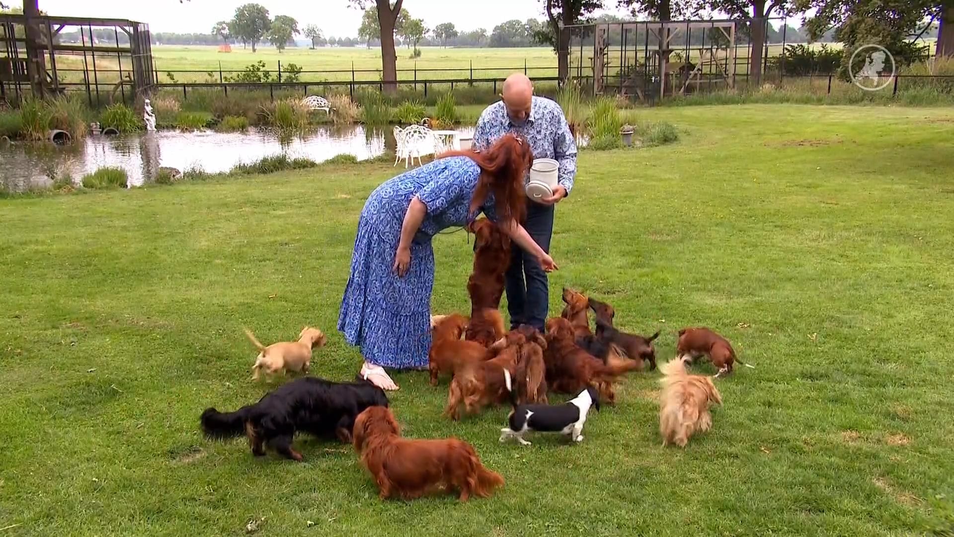 Verslaafd aan teckels: Annemieke heeft er zestien