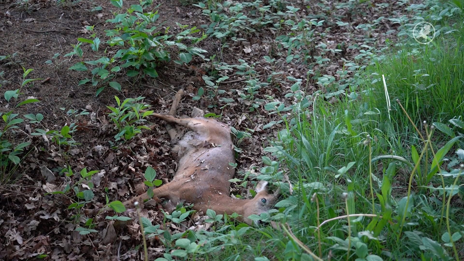Ree overleden na aanrijding met motorrijder in Gilze