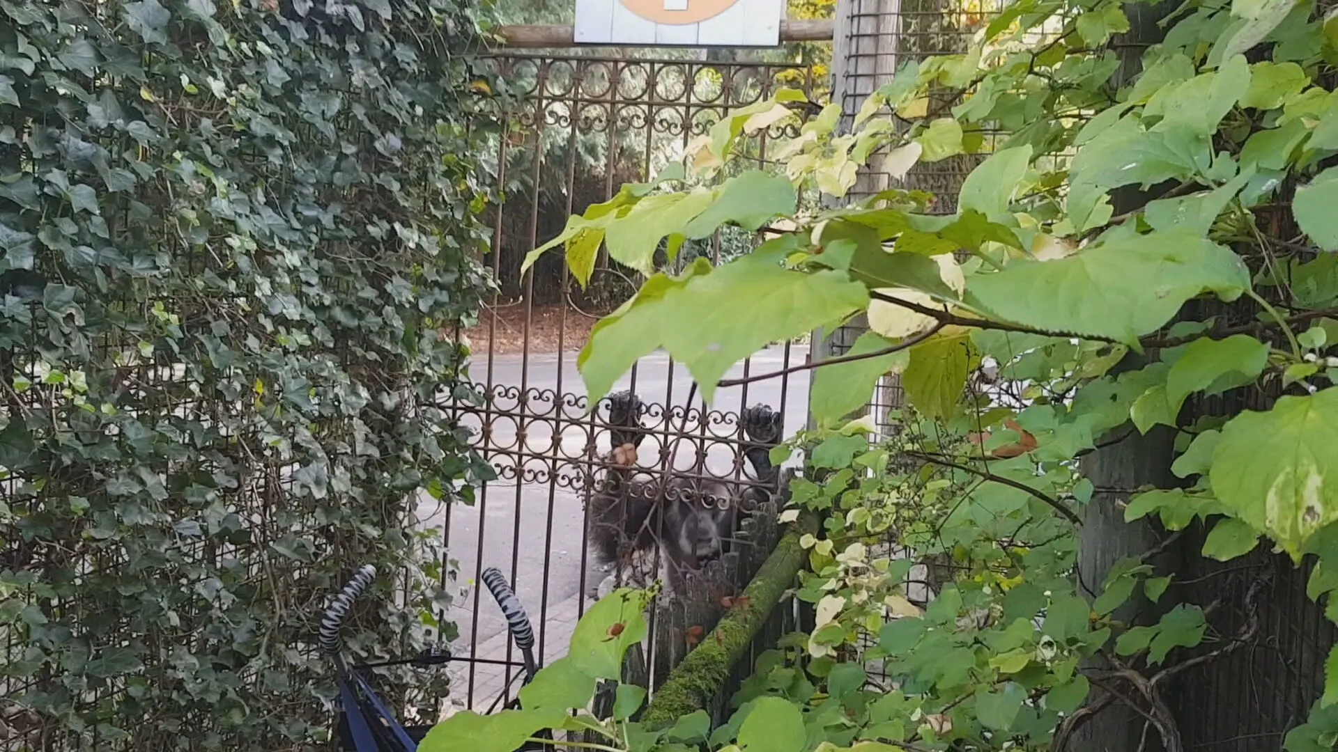 Waarom werden de chimpansees in Amersfoort doodgeschoten en niet verdoofd?