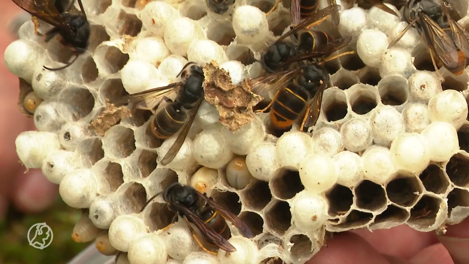 Paniek door hoornaar in tuin nergens voor nodig: 'Het is geen horrorwesp'