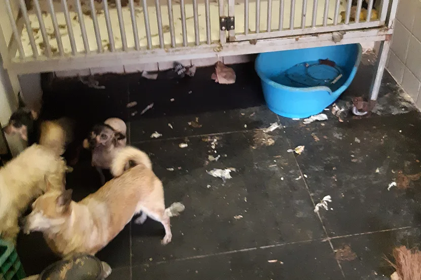 Bijna 80 verwaarloosde honden weggehaald bij fokker in Limburg