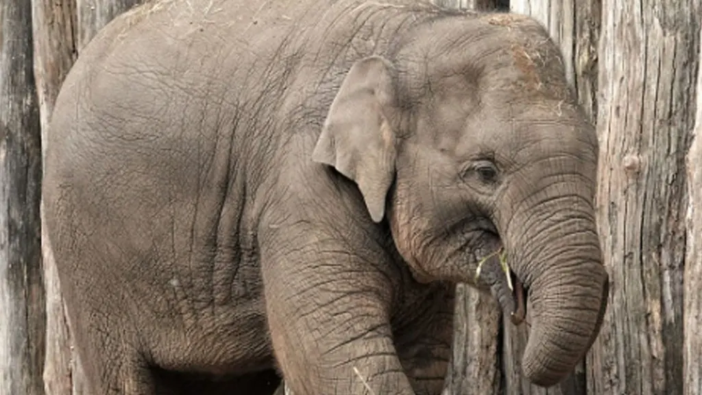 Ongeluk wordt olifant Yindi (4) fataal: 'Helaas niet meer wakker geworden' 