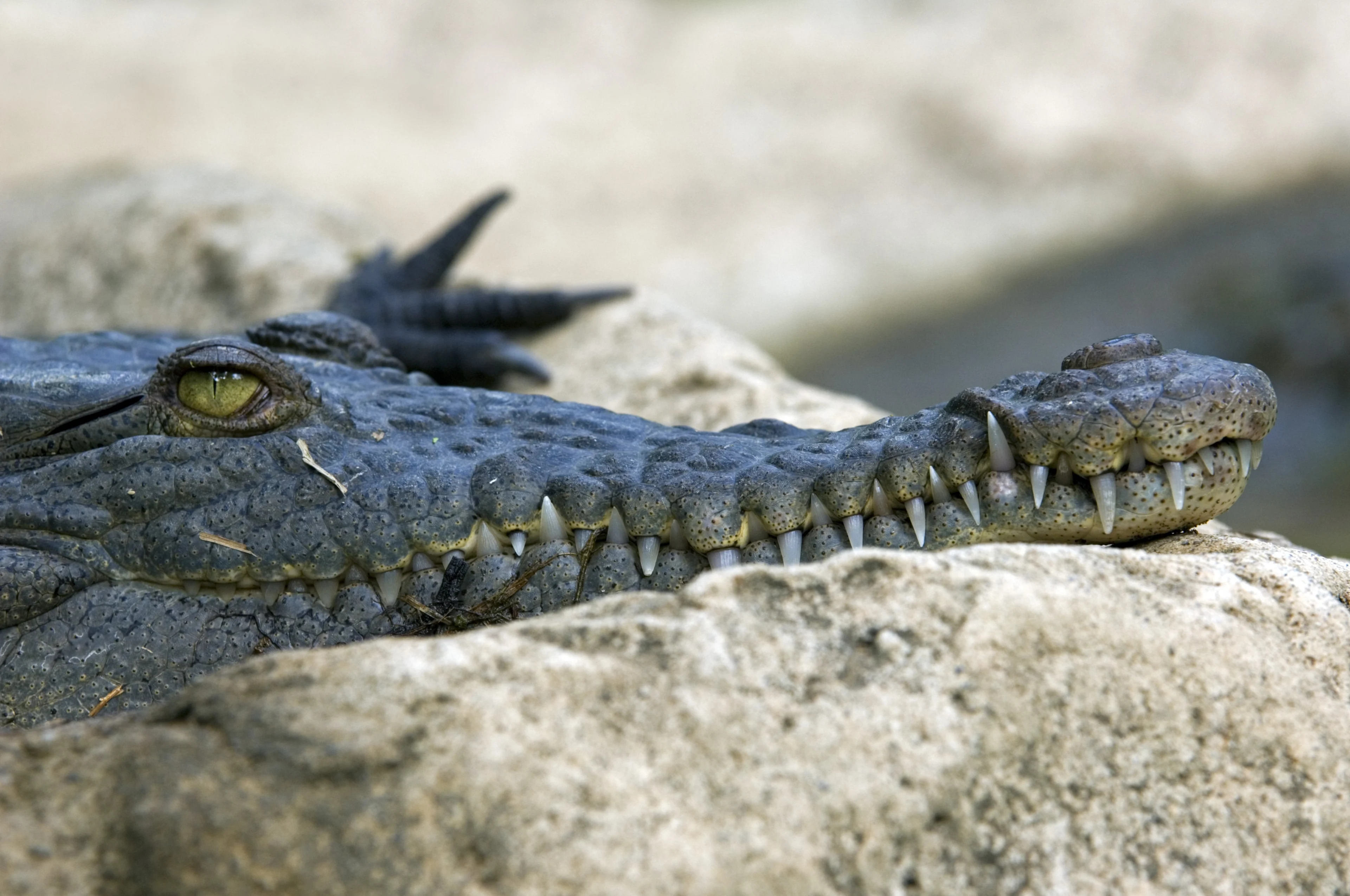 Gevangen spitssnuitkrokodil op Bonaire overleden