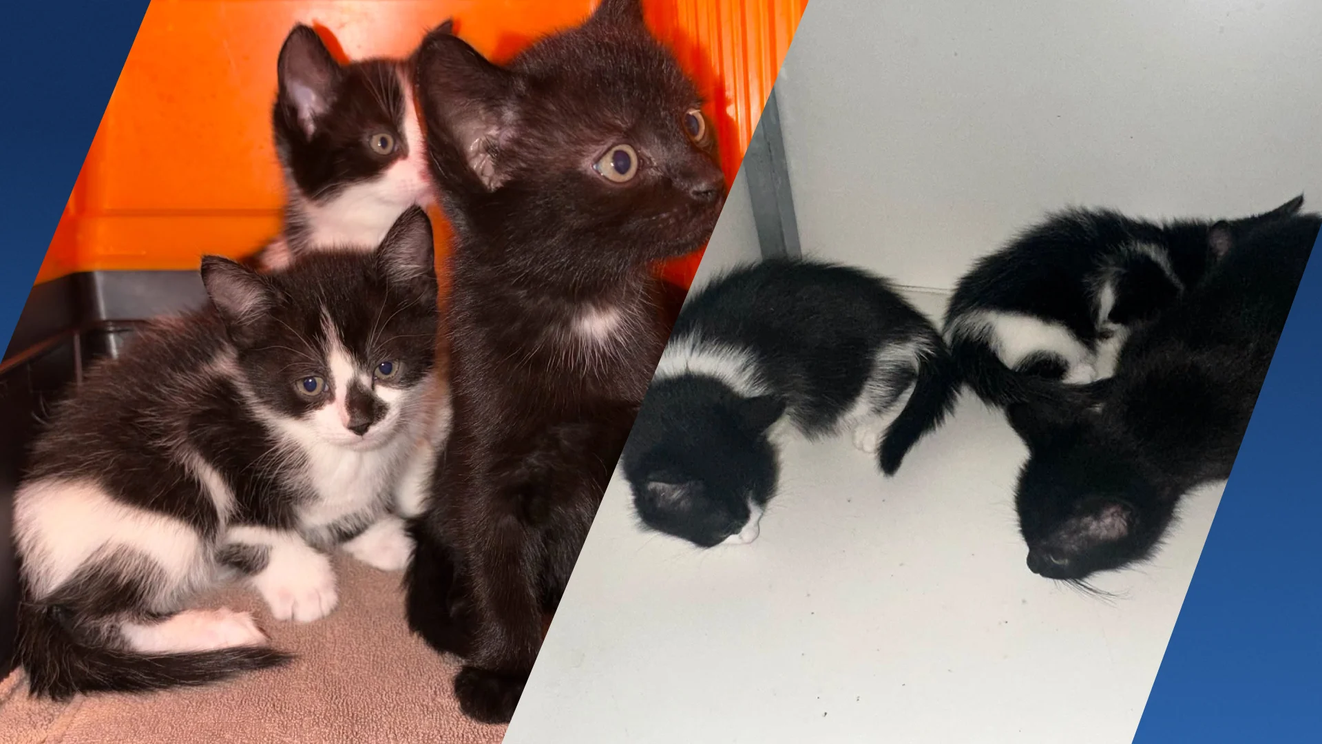 Conducteur in Venlo krijgt reistas met gevonden kittens in handen gedrukt
