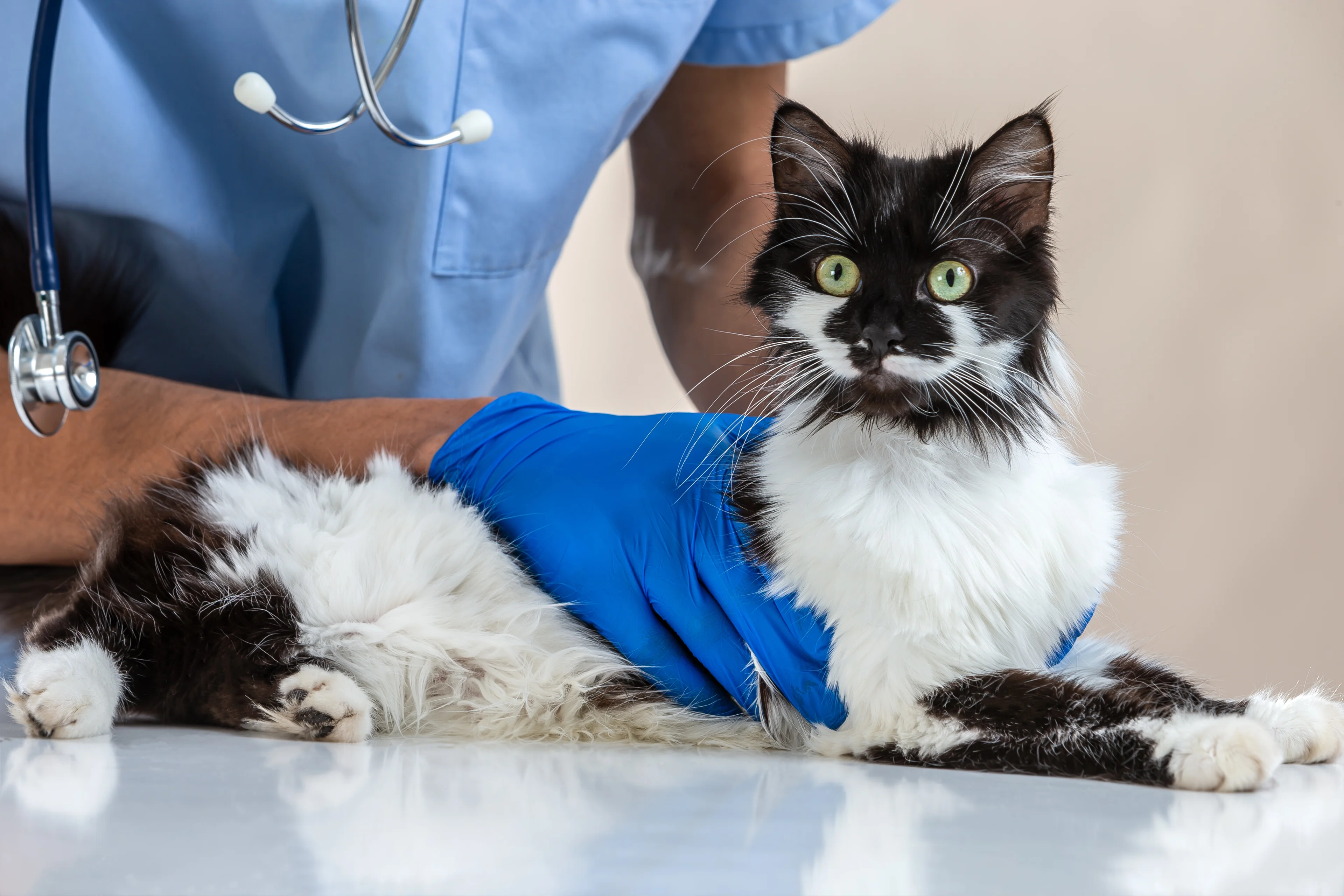 Dierenarts flink duurder, vooral kosten bij spoed ongekend hoog